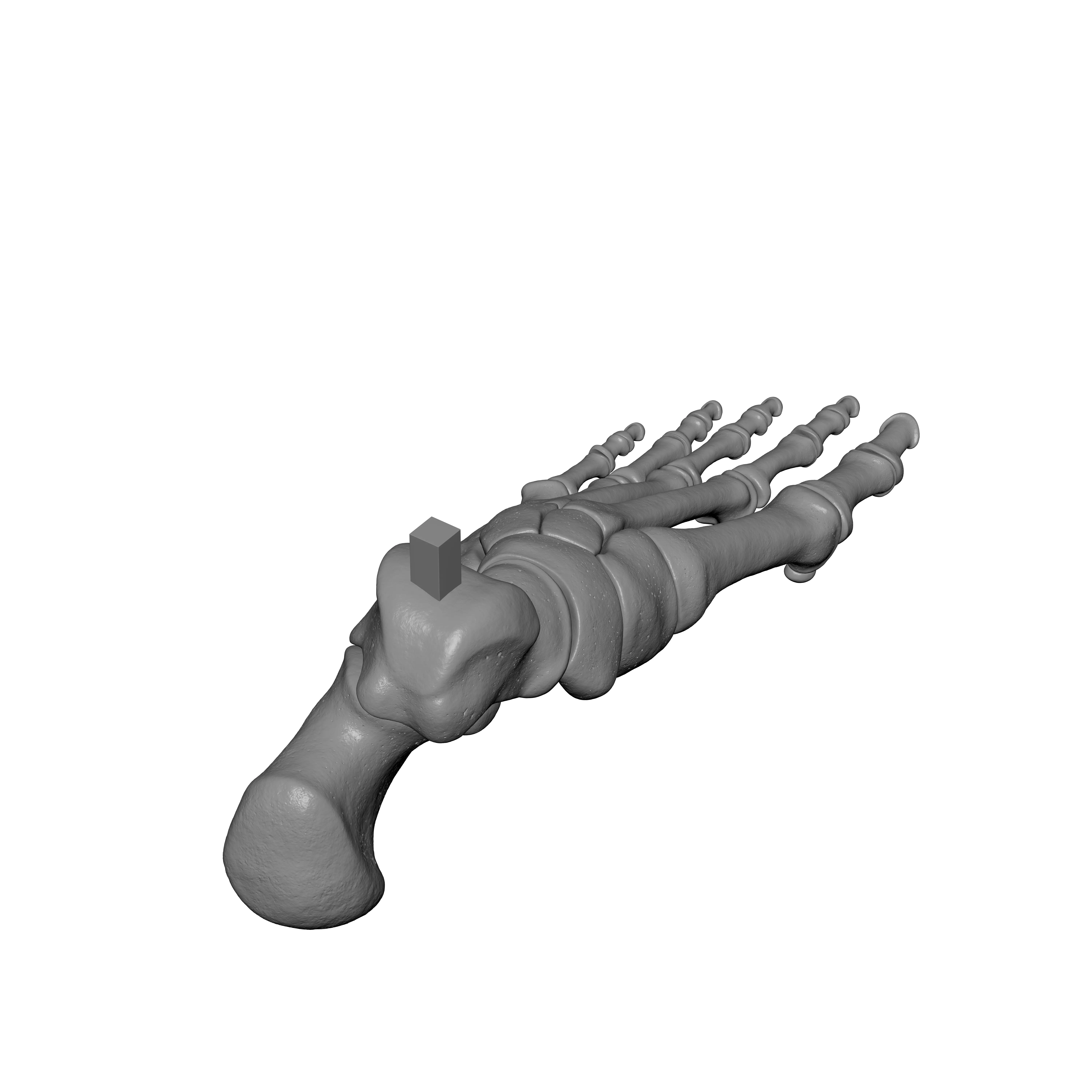 Human Lt Foot Bones 3D print model_3