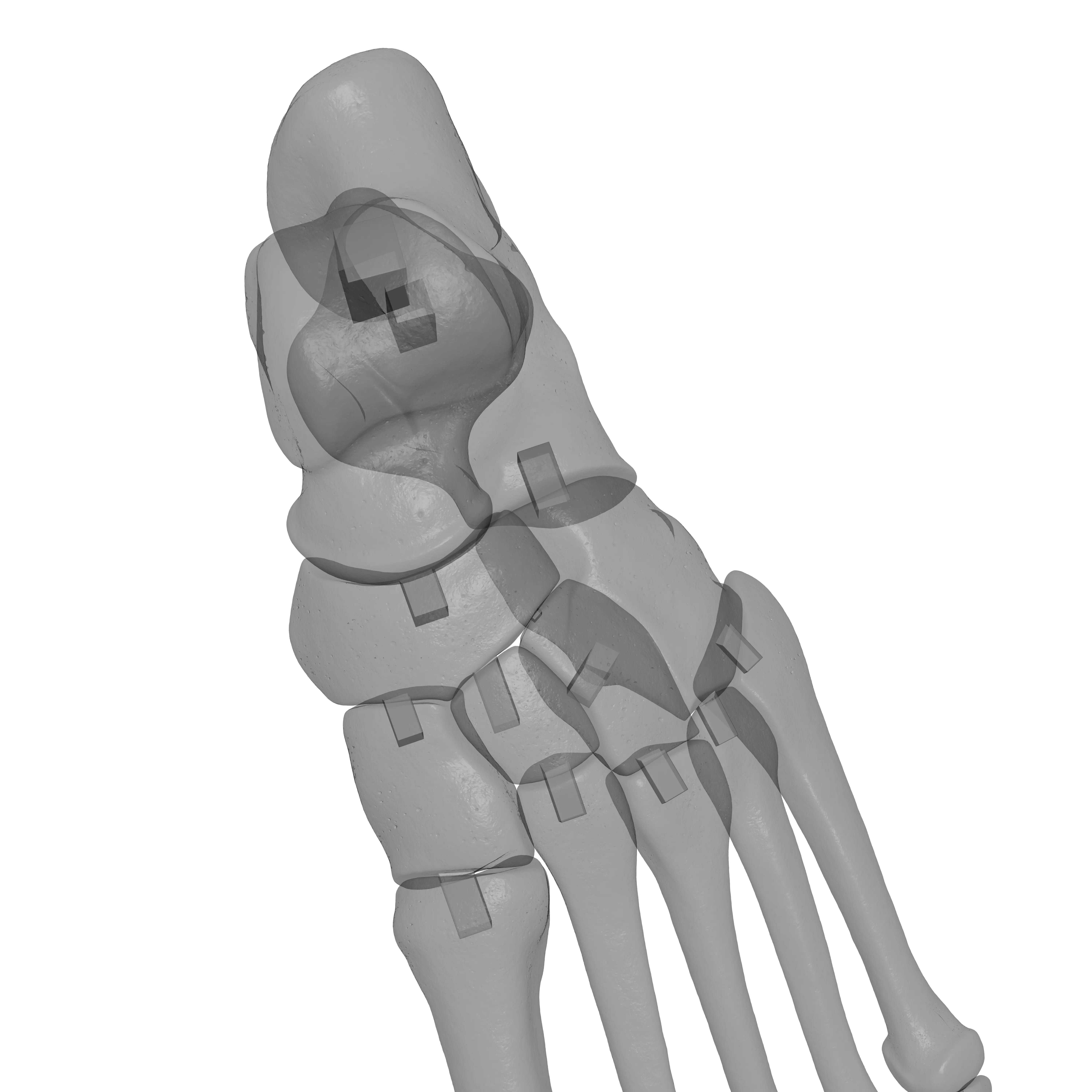 Human Lt Foot Bones 3D print model_23