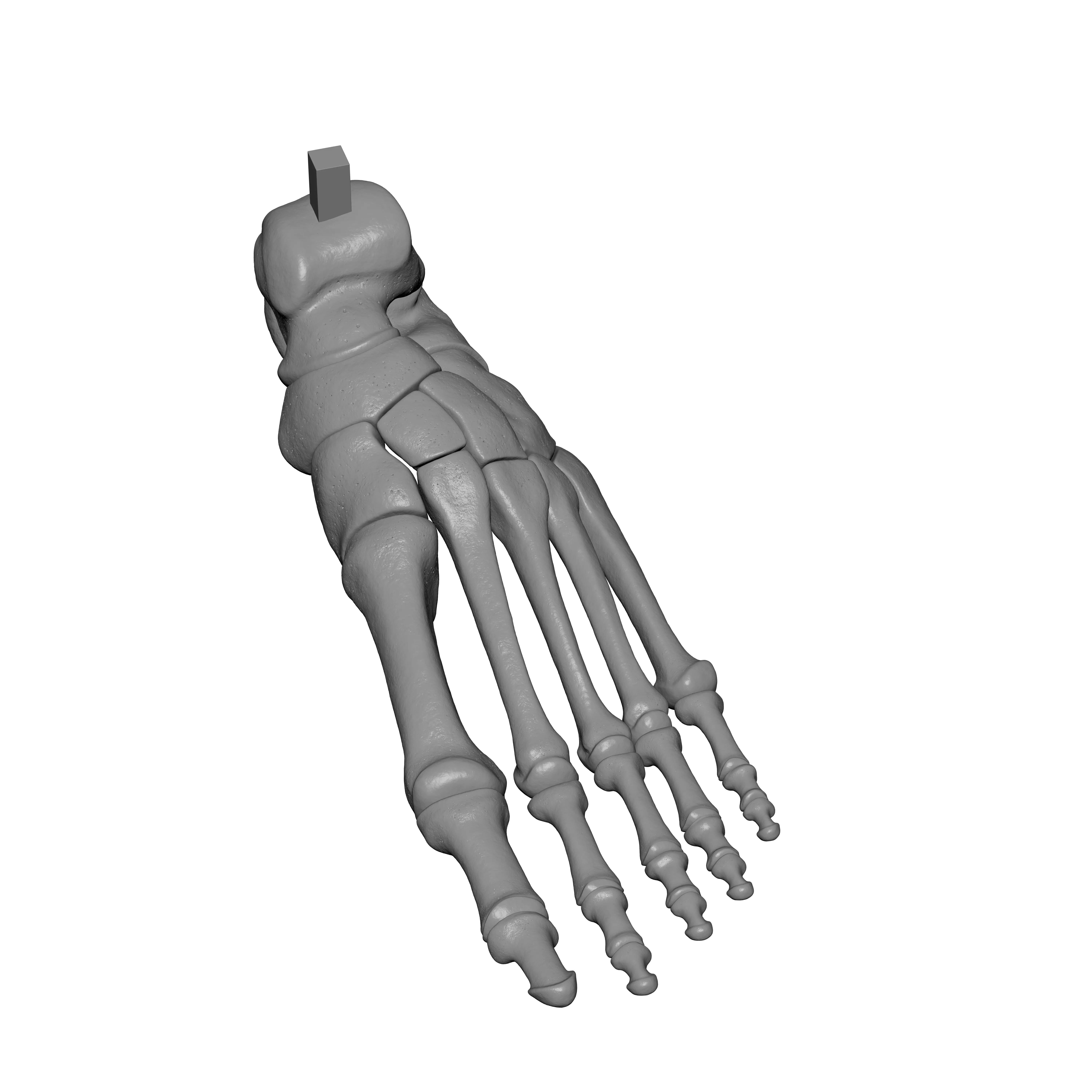 Human Lt Foot Bones 3D print model_1