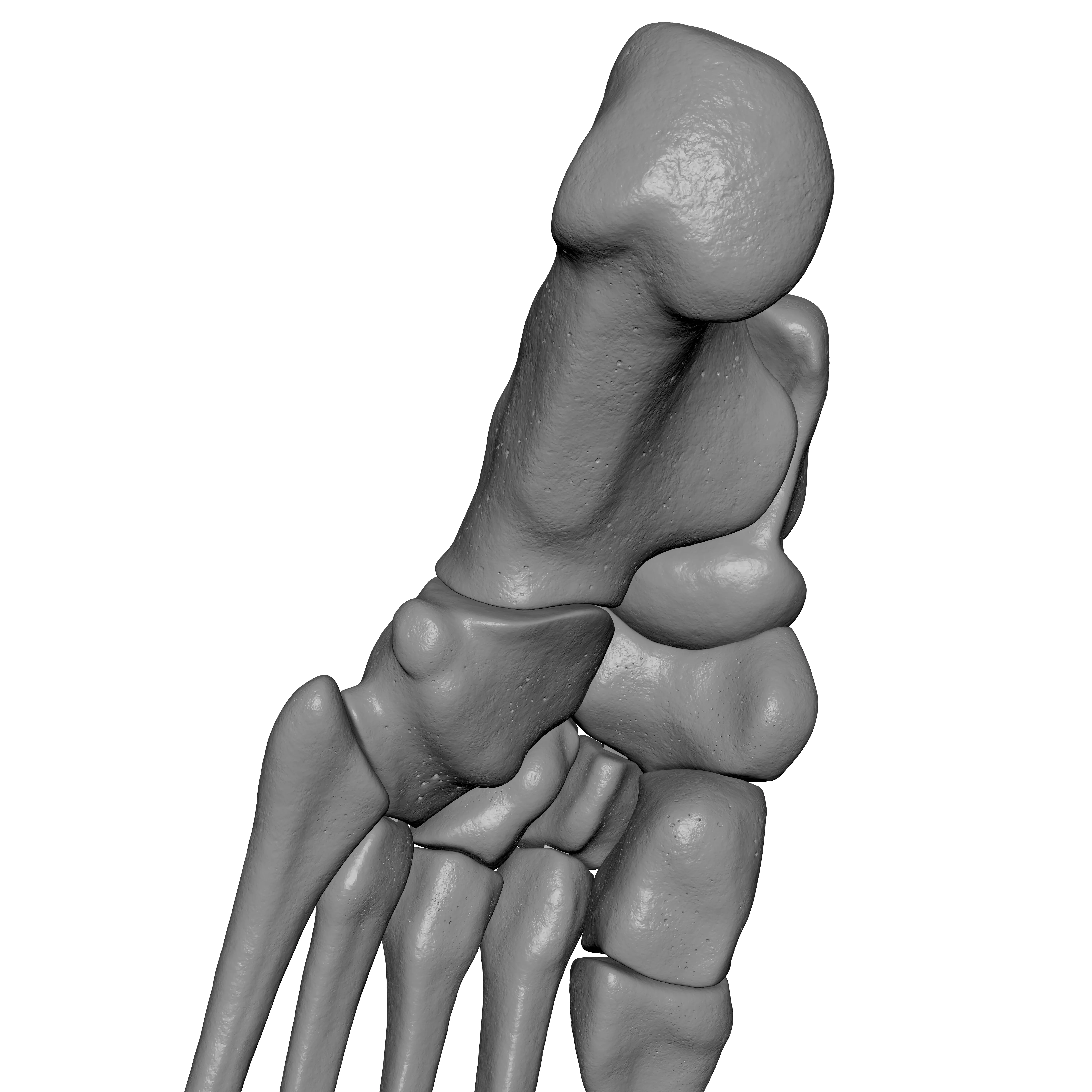 Human Lt Foot Bones 3D print model_9