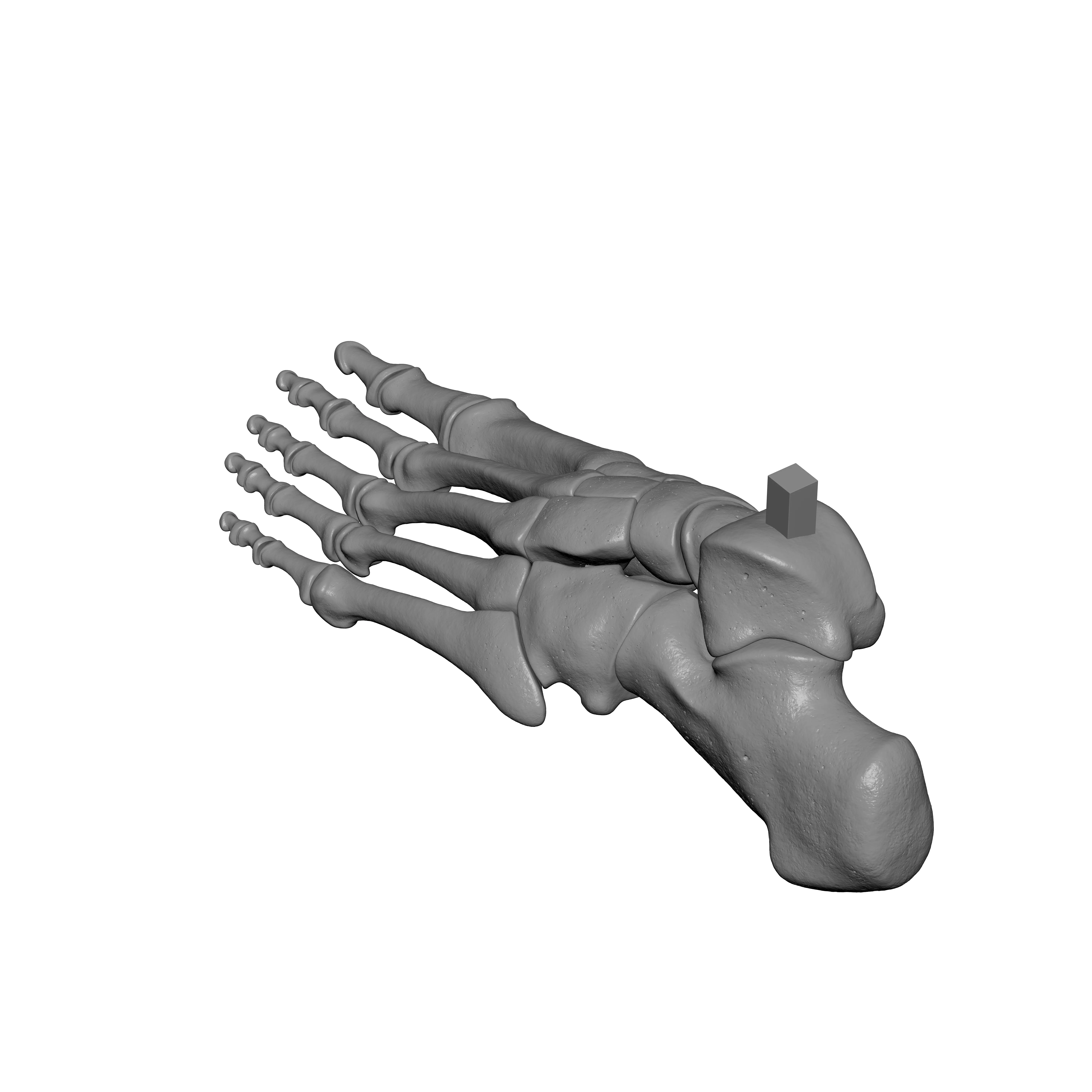 Human Lt Foot Bones 3D print model_4