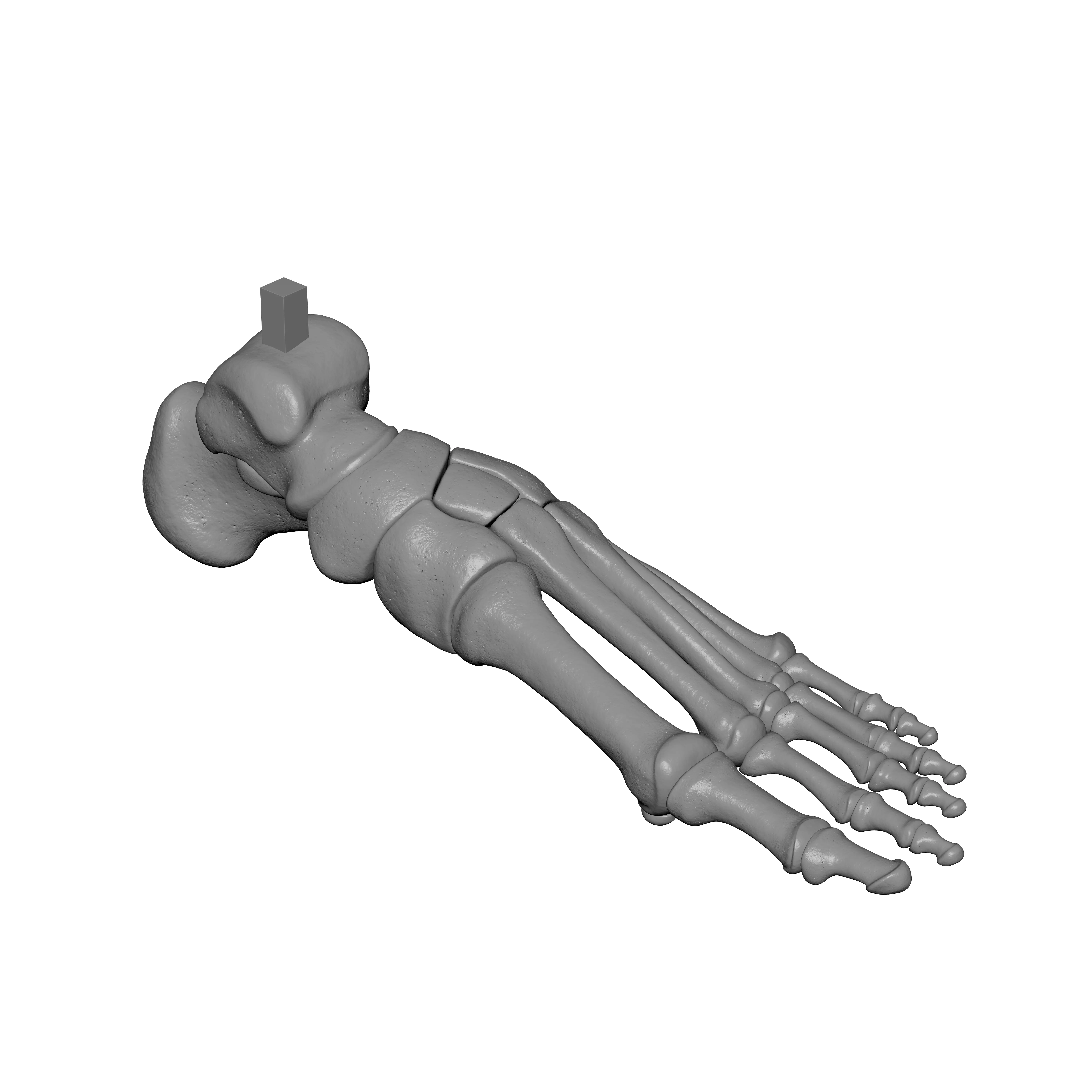 Human Lt Foot Bones 3D print model_2