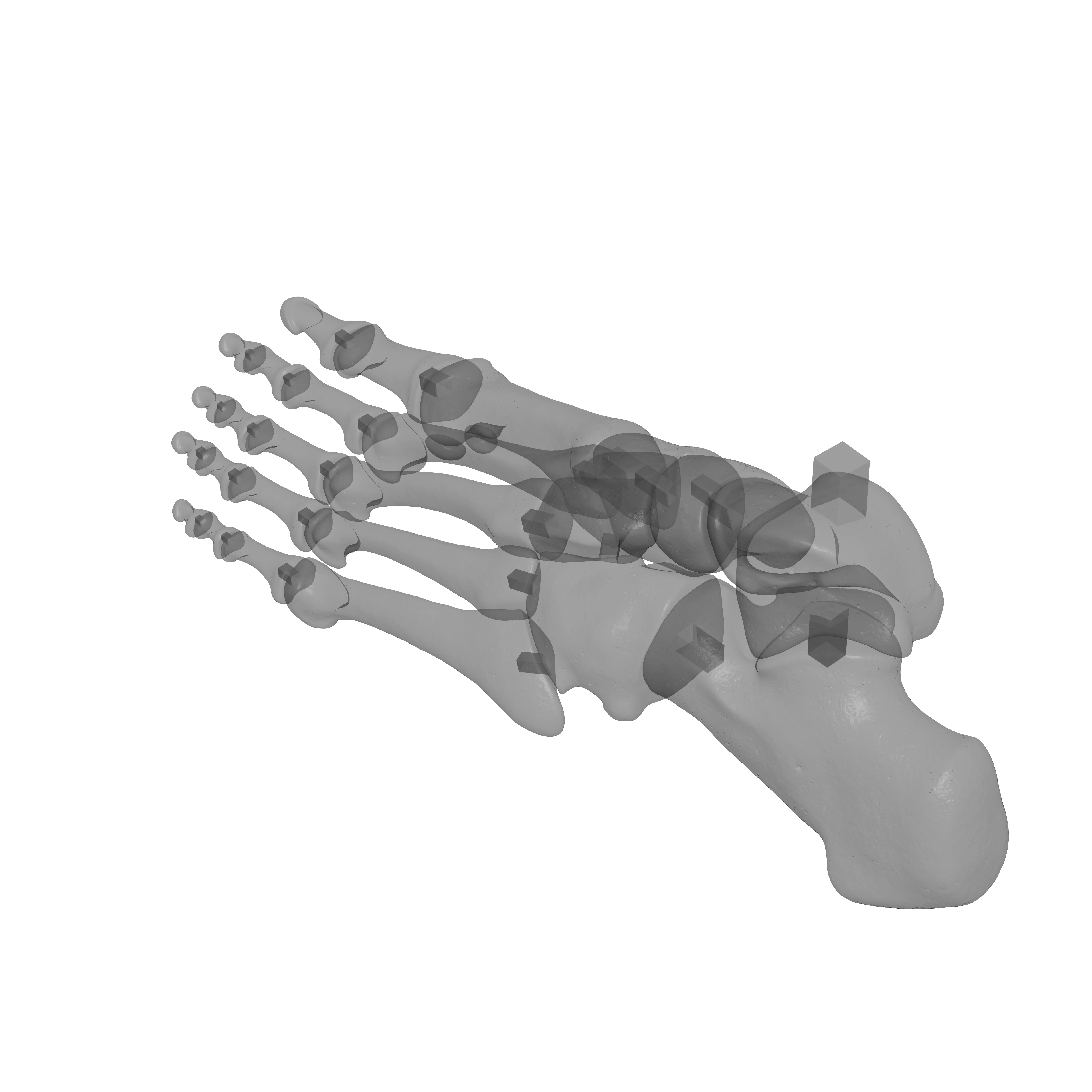 Human Lt Foot Bones 3D print model_21