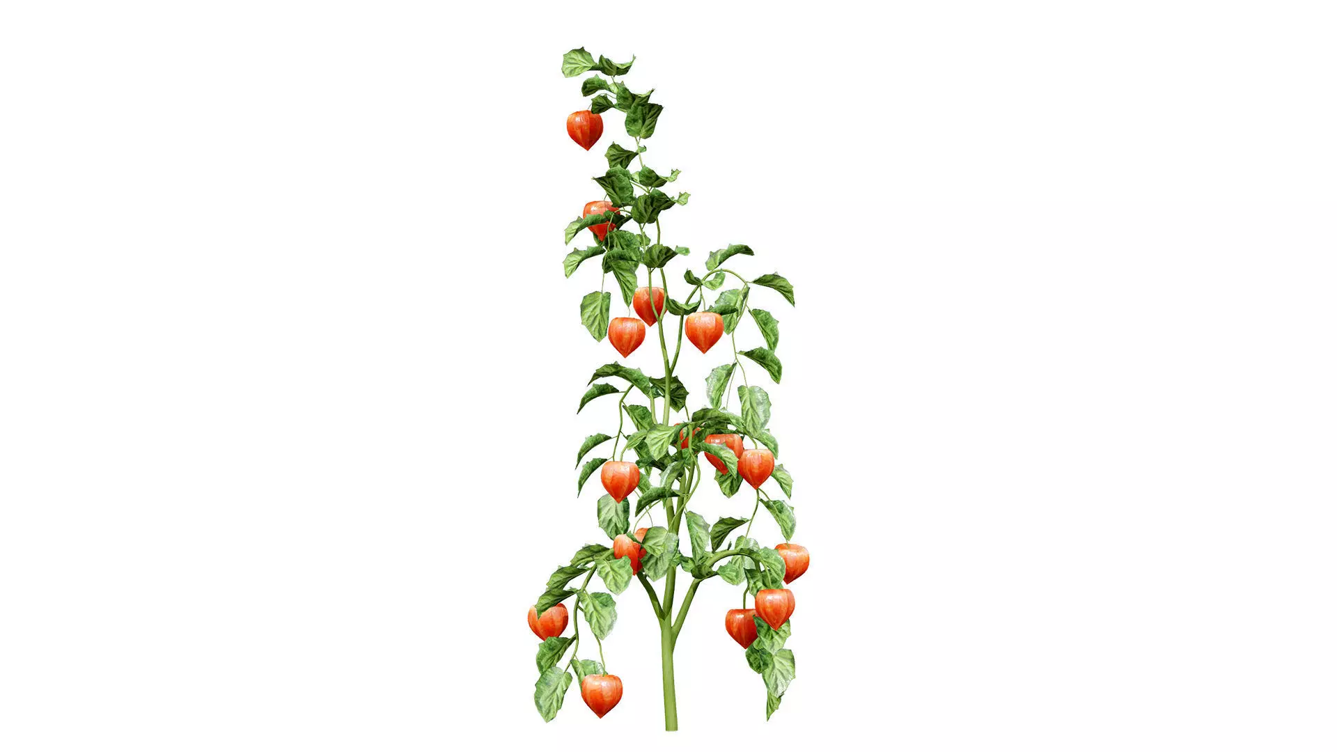 Physalis Vegetable Plant 3D Models Low-poly 3D model_2