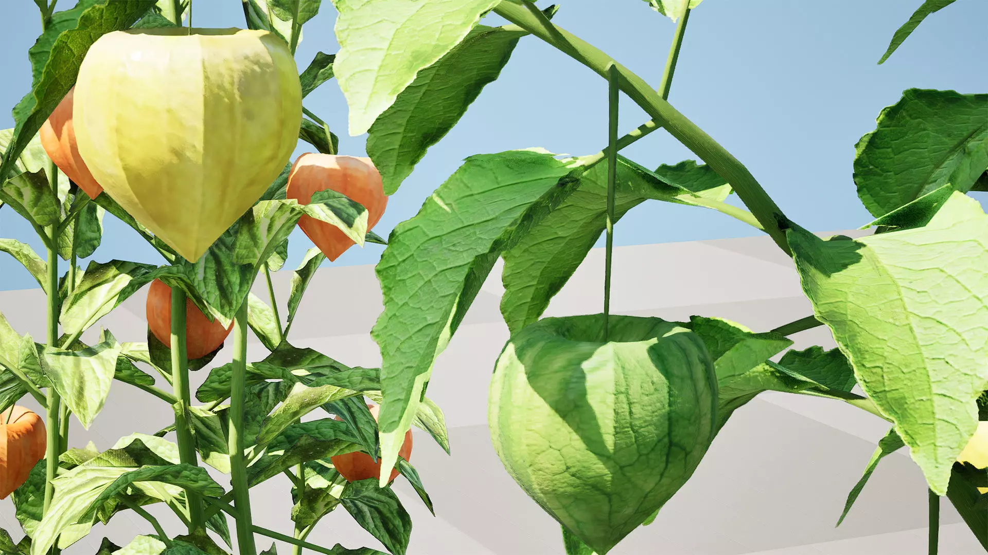 Physalis Vegetable Plant 3D Models Low-poly 3D model_4