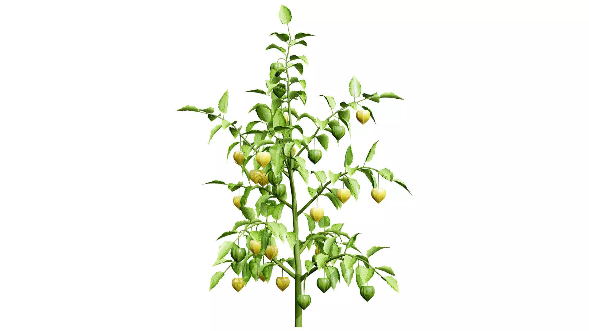 Physalis Vegetable Plant 3D Models Low-poly 3D model_10