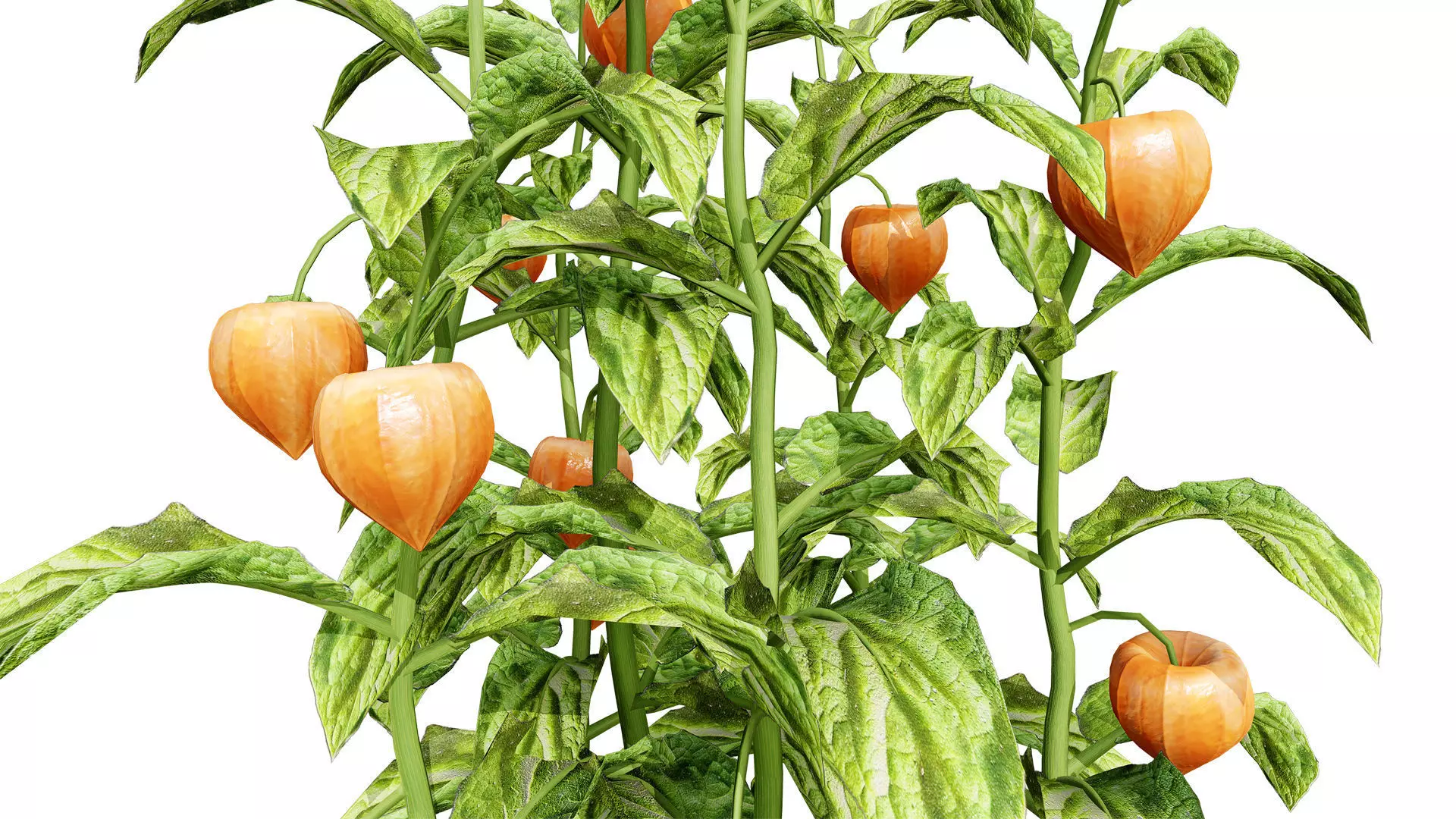 Physalis Vegetable Plant 3D Models Low-poly 3D model_9