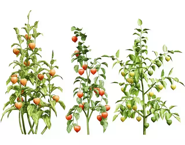 Physalis Vegetable Plant 3D Models Low-poly 3D model Physalis Vegetable Plant 3D Models Low-poly 3D model