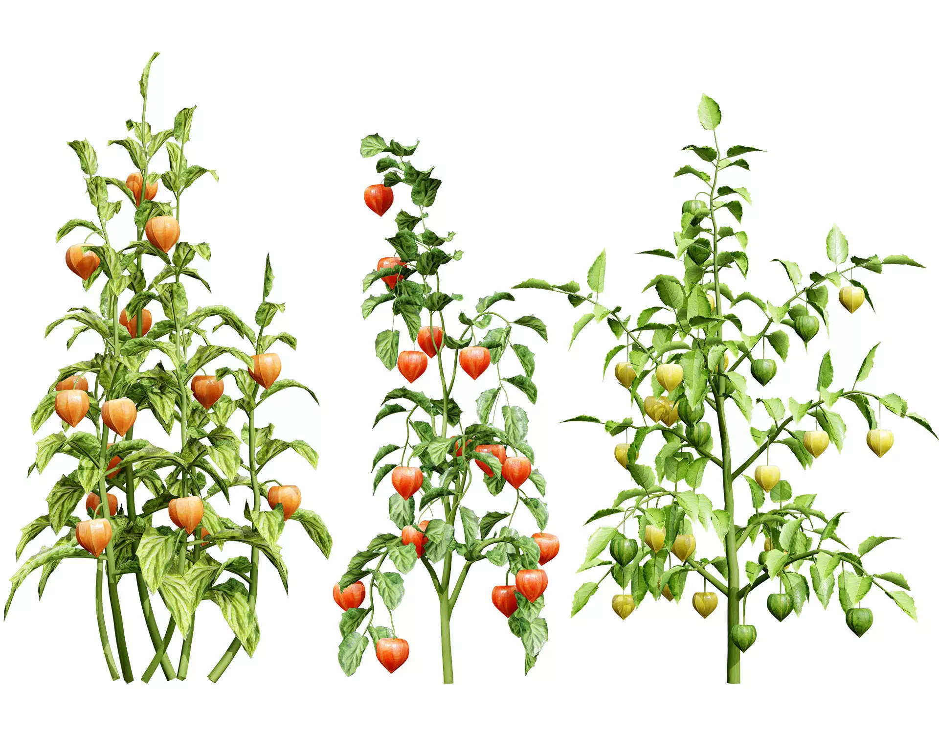 Physalis Vegetable Plant 3D Models Low-poly 3D model_0