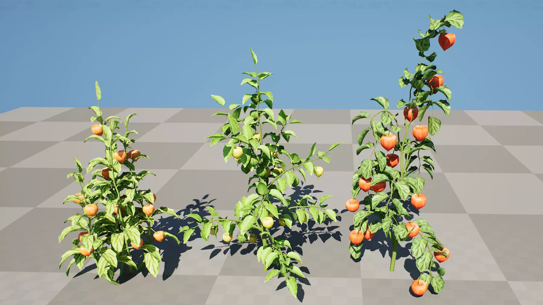 Physalis Vegetable Plant 3D Models Low-poly 3D model_5