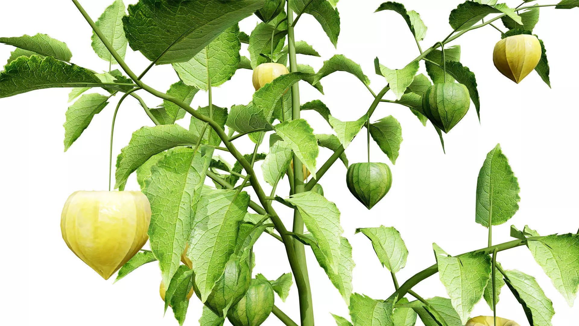 Physalis Vegetable Plant 3D Models Low-poly 3D model_11
