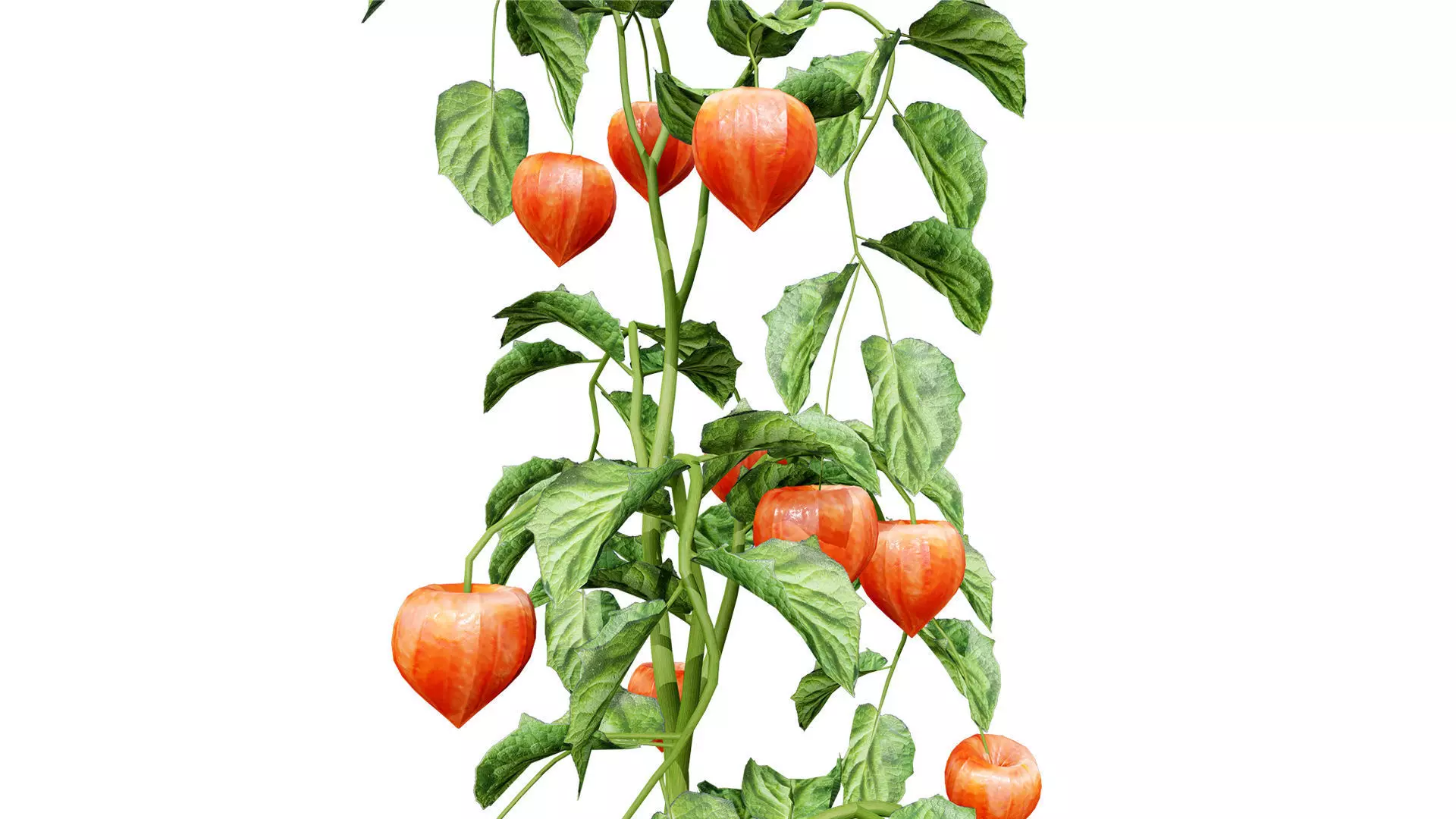 Physalis Vegetable Plant 3D Models Low-poly 3D model_6