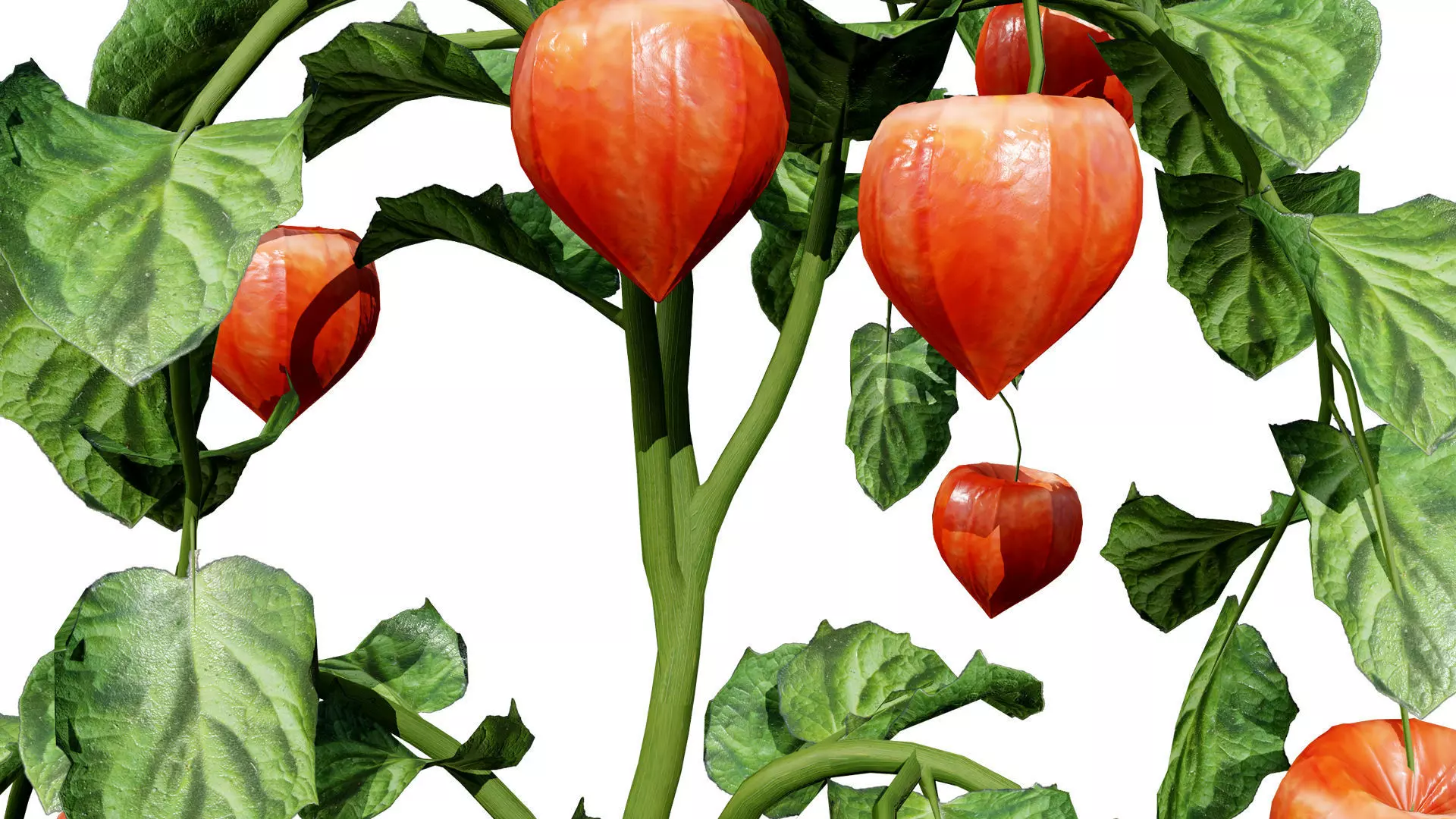 Physalis Vegetable Plant 3D Models Low-poly 3D model_7