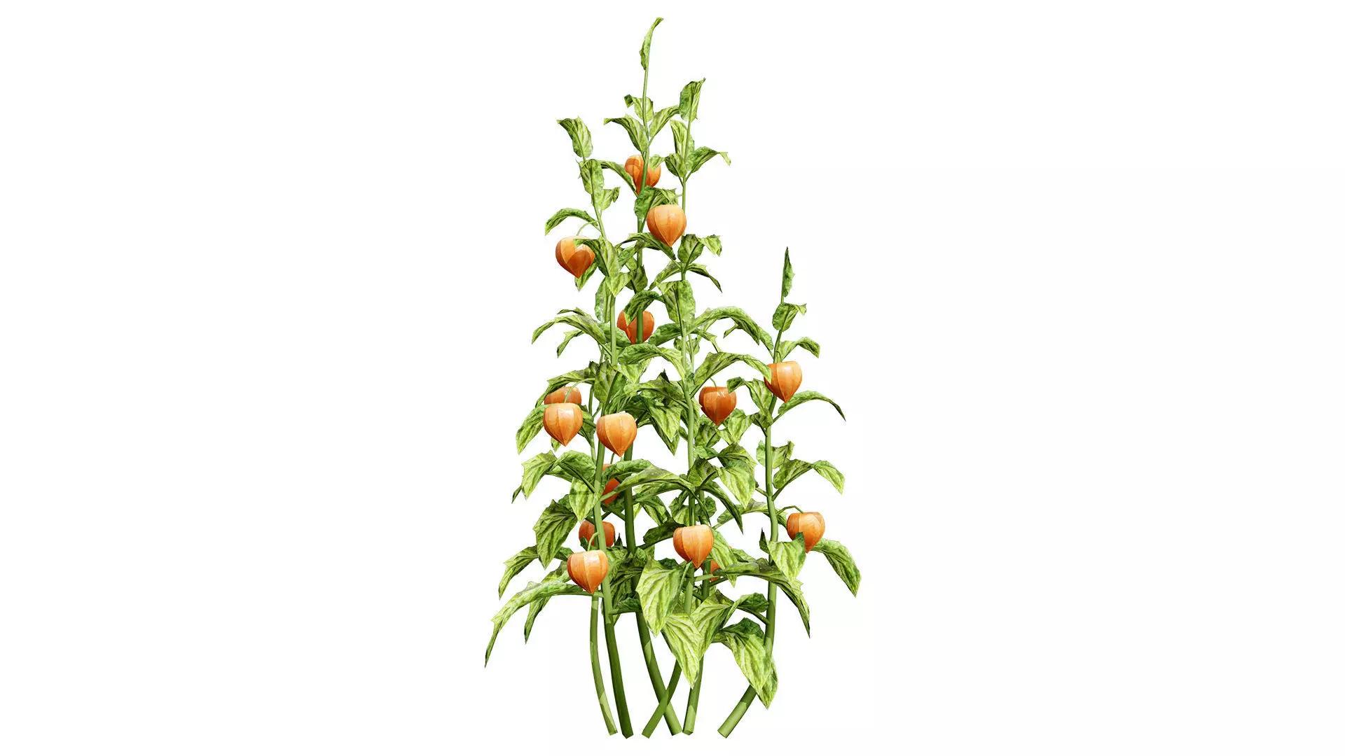 Physalis Vegetable Plant 3D Models Low-poly 3D model_8