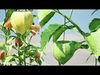 Physalis Vegetable Plant 3D Models Low-poly 3D model_1