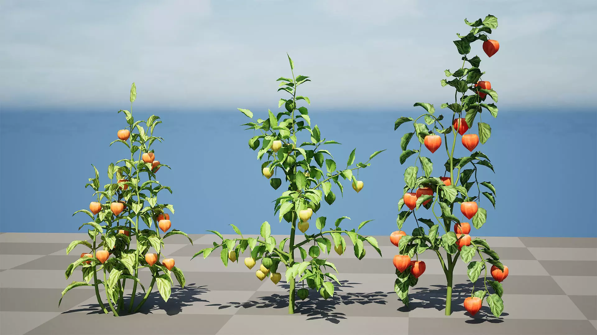 Physalis Vegetable Plant 3D Models Low-poly 3D model_3