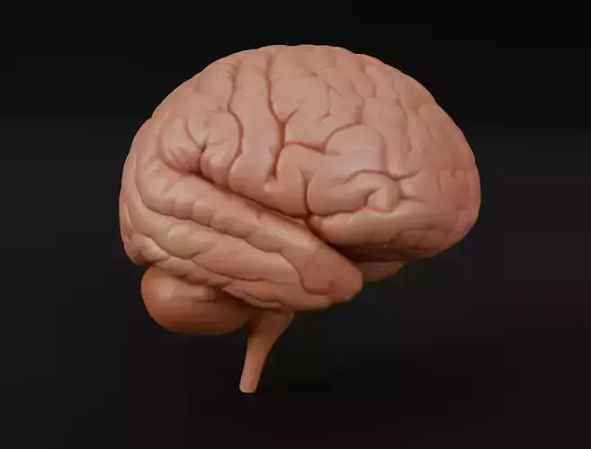 Human Brain 3D Model Realistic Anatomical Organ