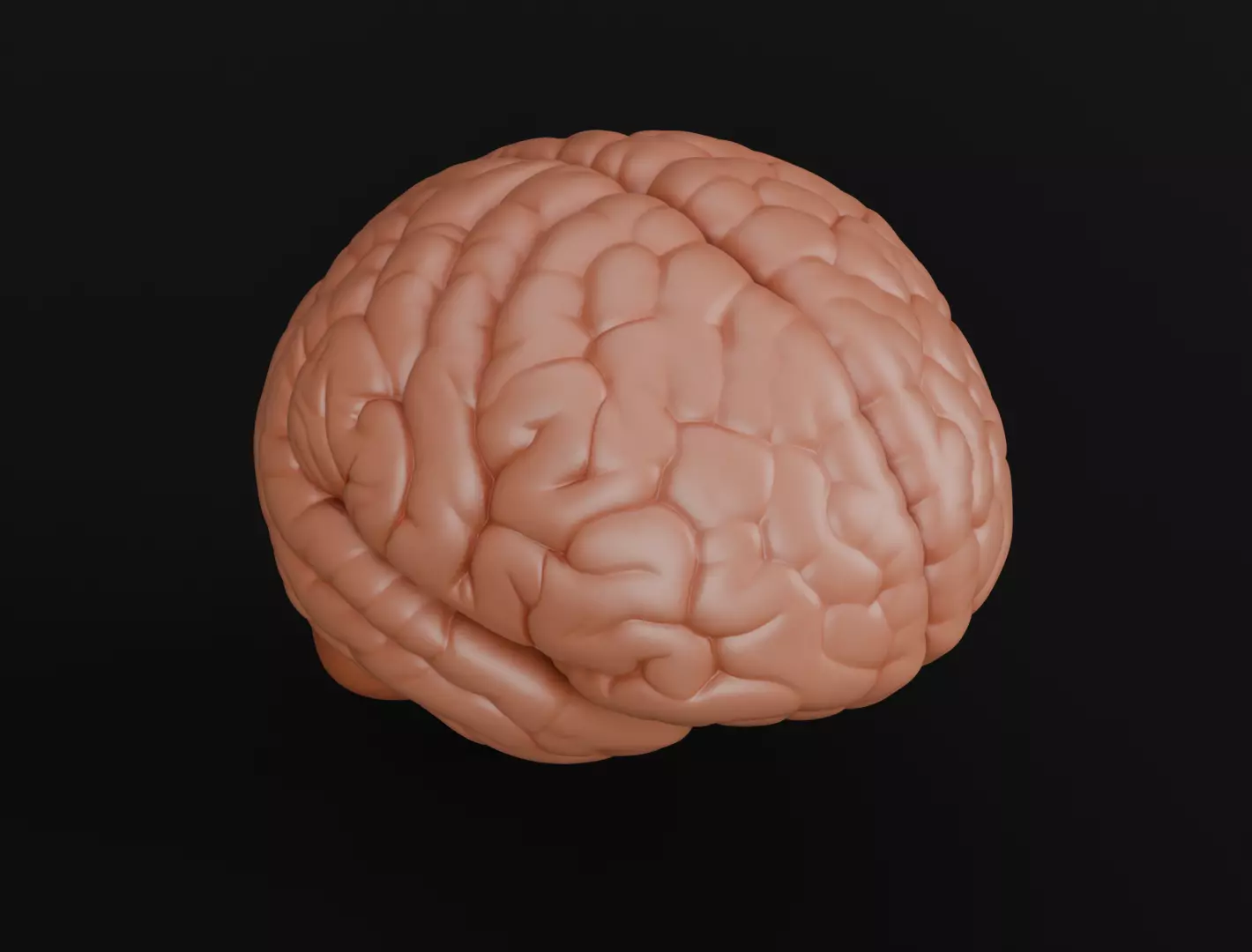 Human Brain 3D Model Realistic Anatomical Organ 3D model_7