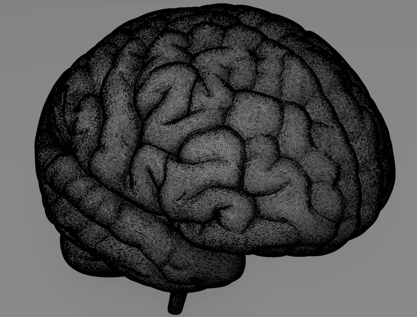 Human Brain 3D Model Realistic Anatomical Organ 3D model_10