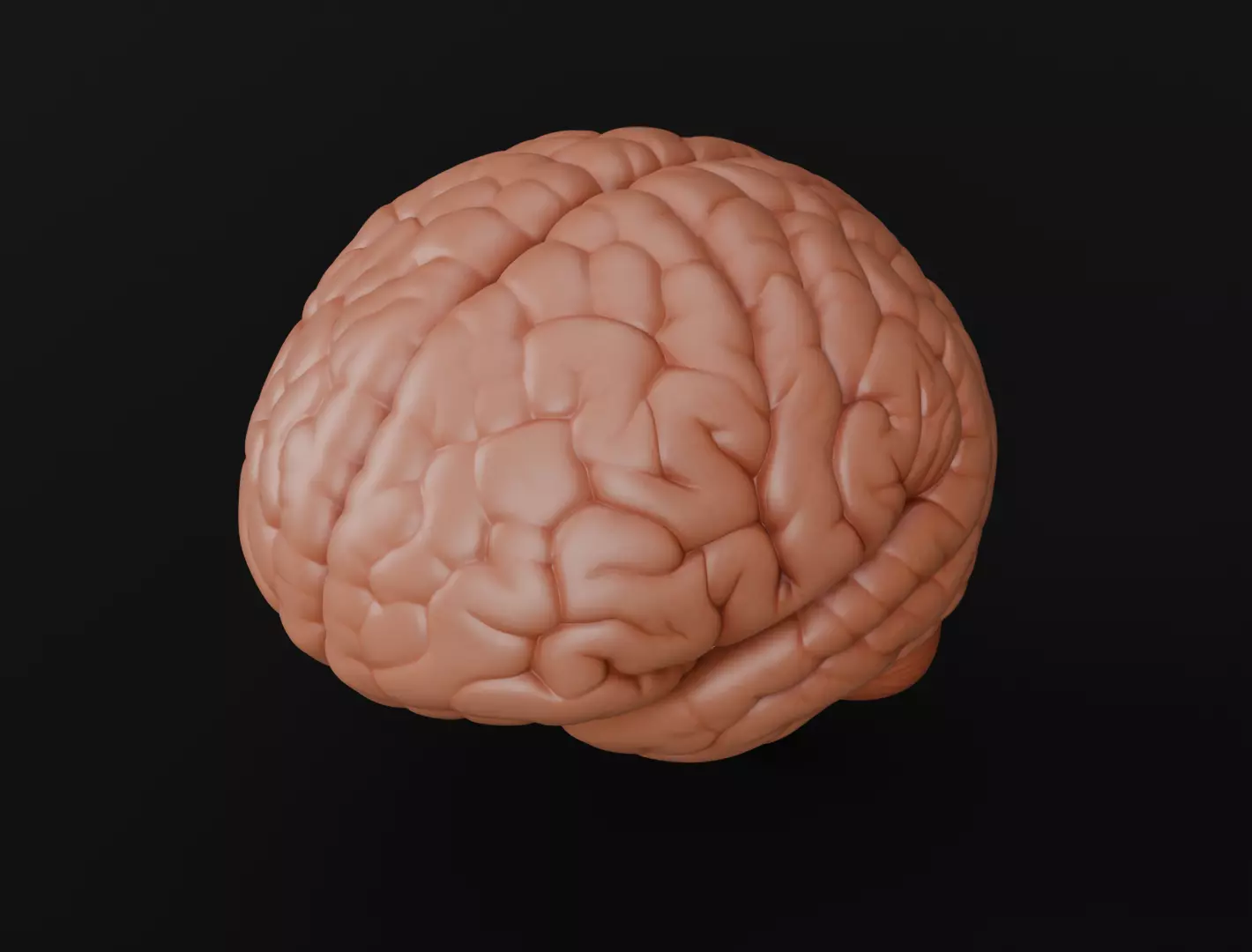 Human Brain 3D Model Realistic Anatomical Organ 3D model_8