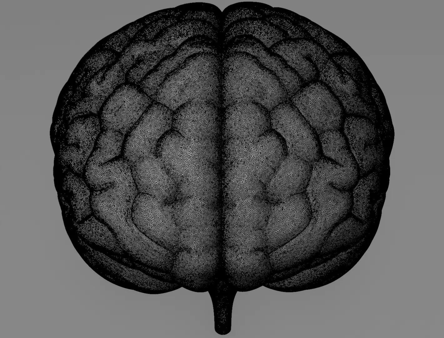 Human Brain 3D Model Realistic Anatomical Organ 3D model_11