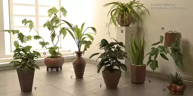 Echise Bruno - Interior Plants set
