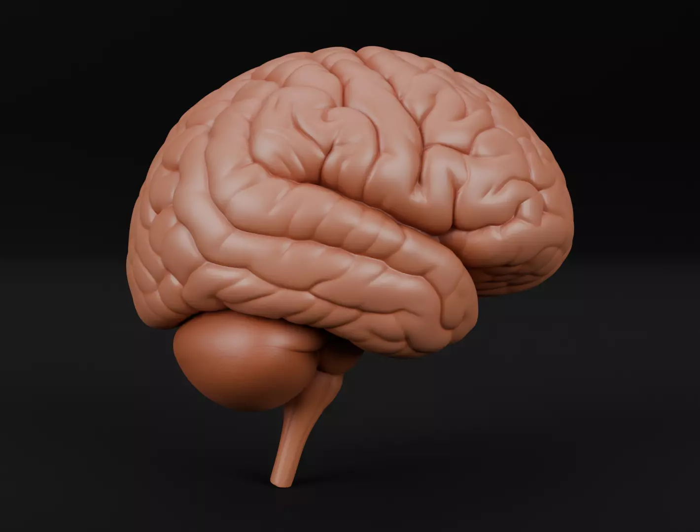 Human Brain 3D Model for 3D Printing Anatomical Organ 3D print model_3