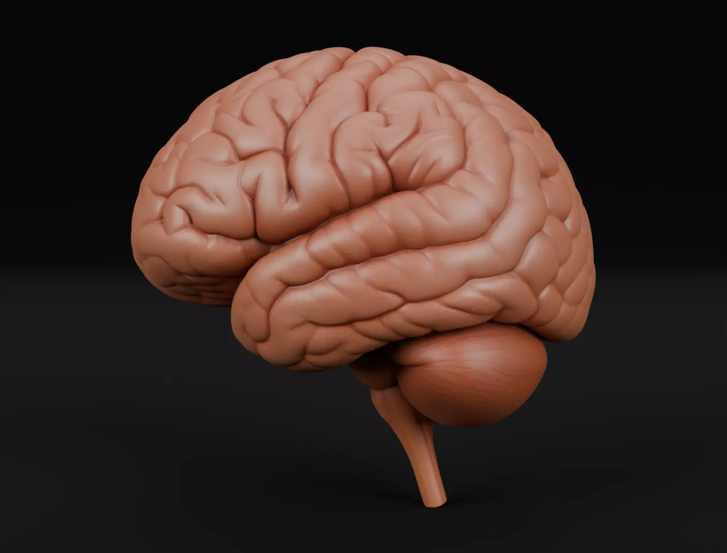 Human Brain 3D Model for 3D Printing Anatomical Organ 3D print model_4