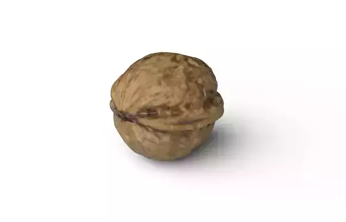 Walnut M05 Low-poly 3D model 7