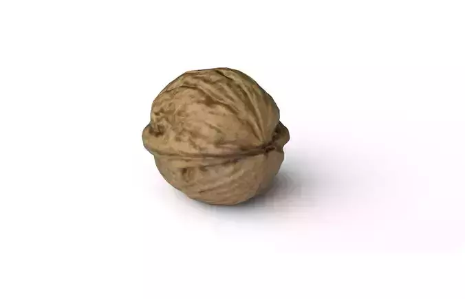 Walnut M05 Low-poly 3D model 6