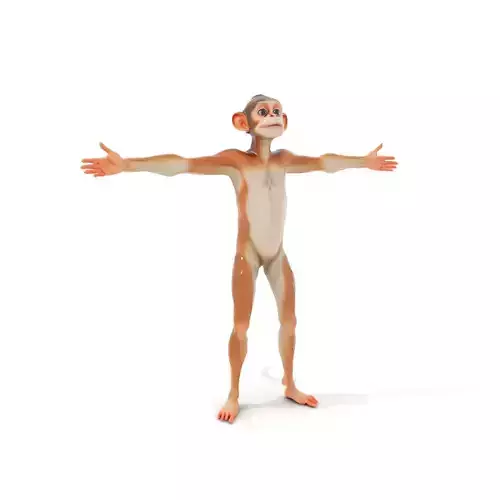 Lively Cartoon Monkey model pack Low-poly 3D model