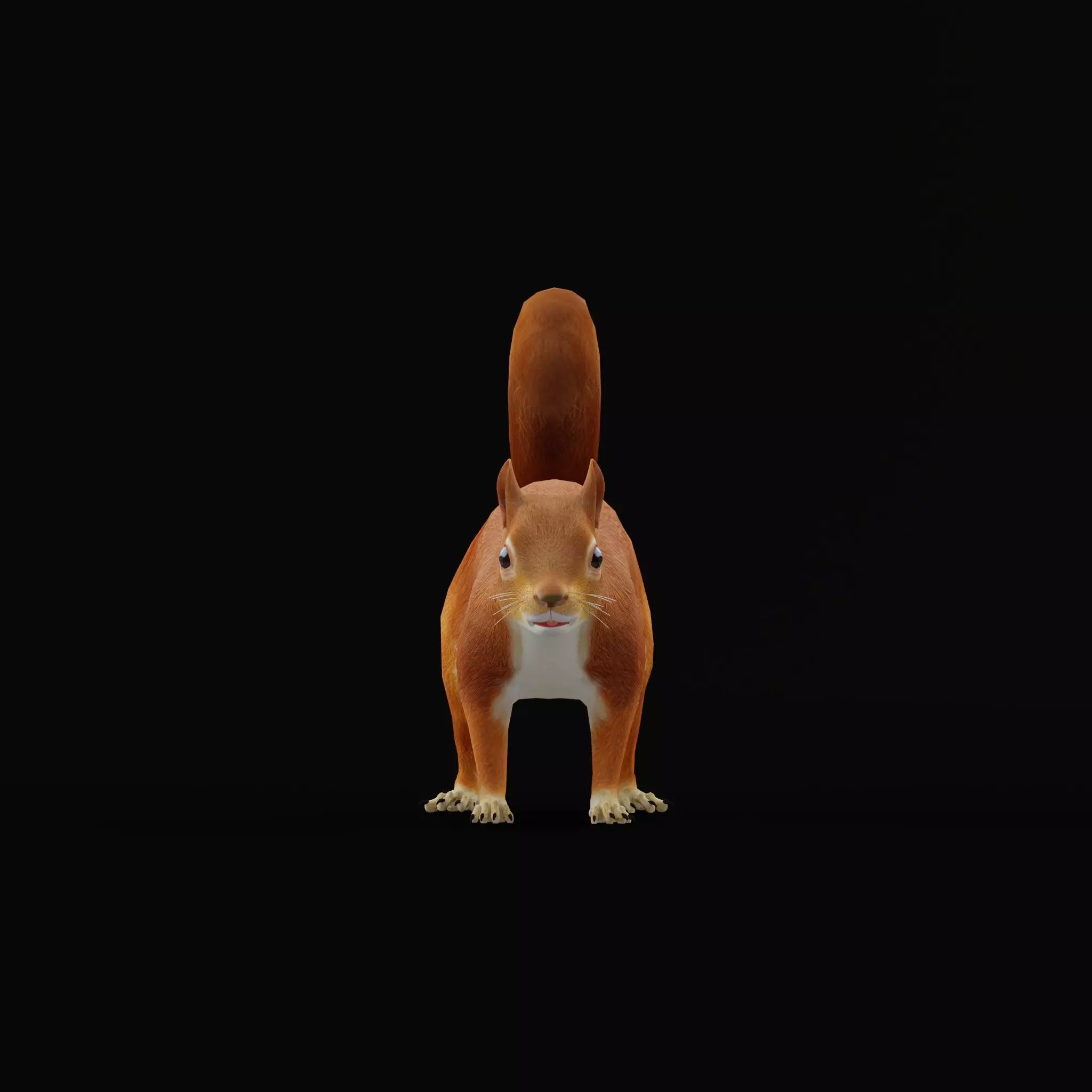 Eurasian Red Squirrel Low-poly 3D model_34