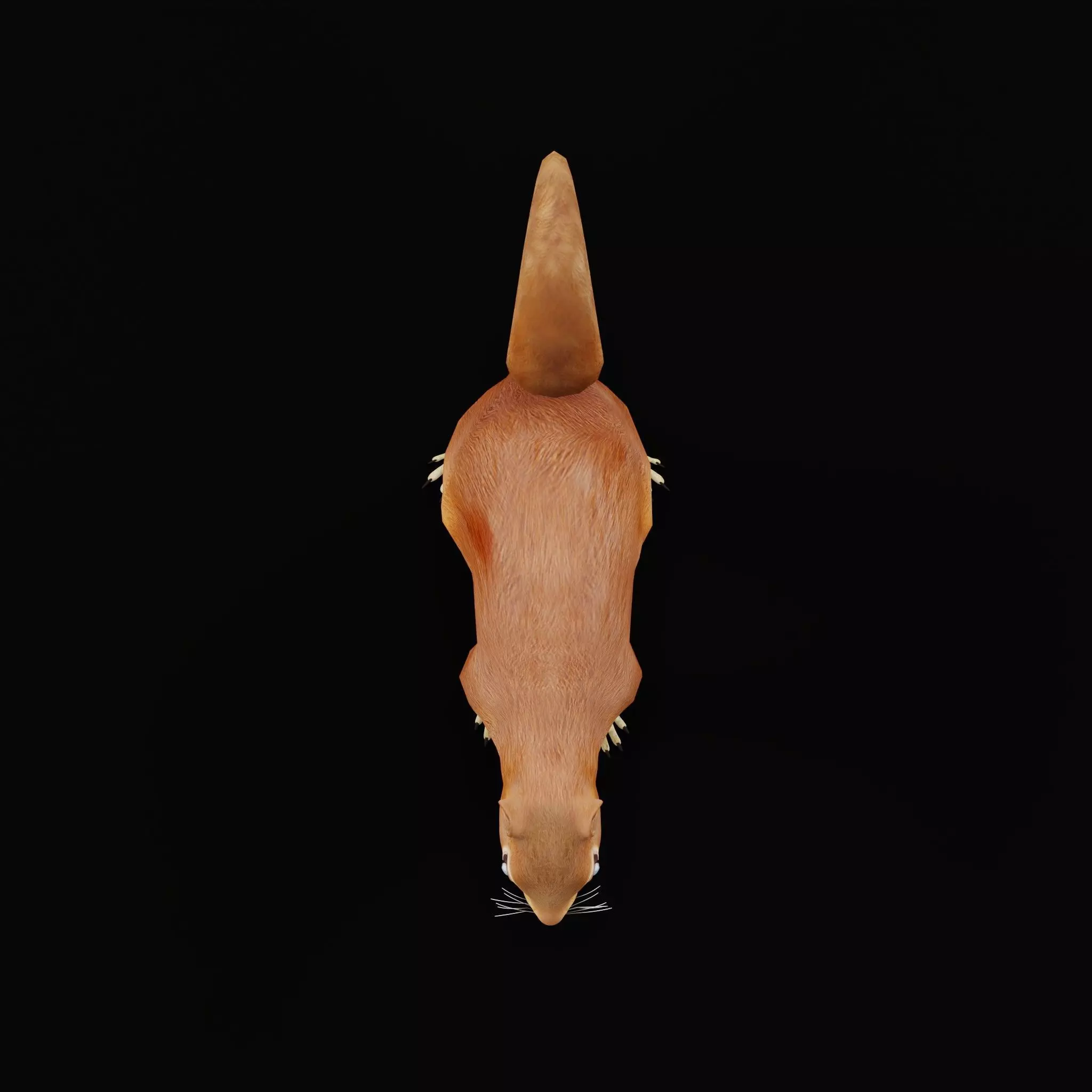 Eurasian Red Squirrel Low-poly 3D model_5