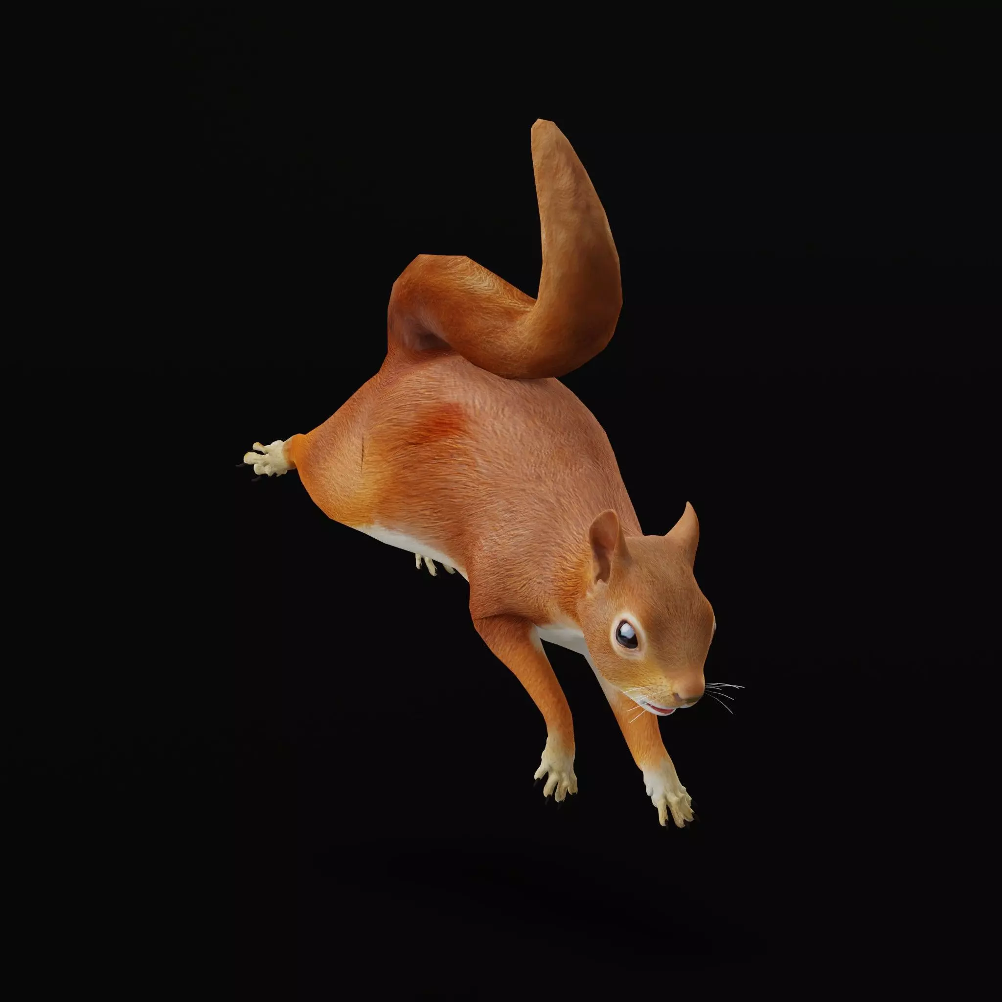 Eurasian Red Squirrel Low-poly 3D model_9