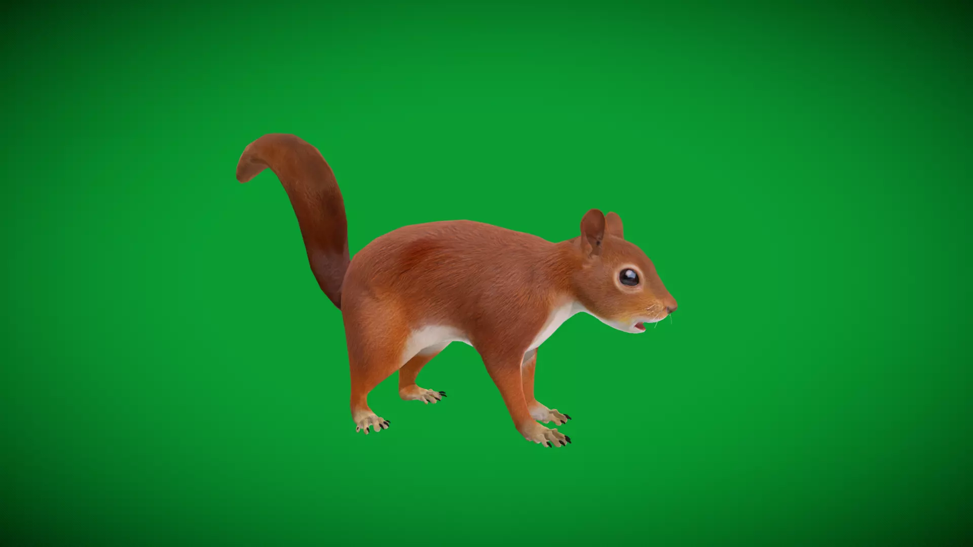 Eurasian Red Squirrel Low-poly 3D model_38