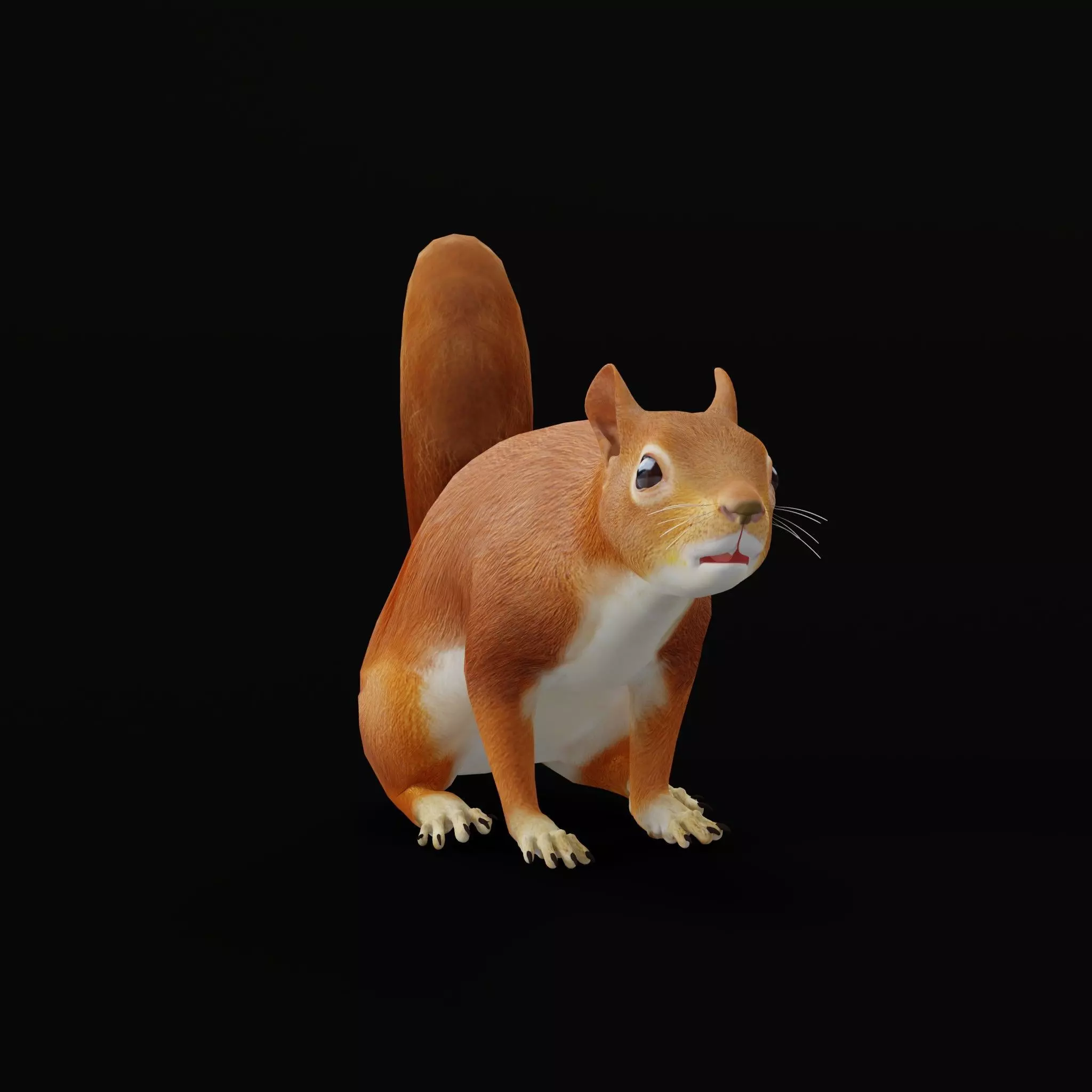 Eurasian Red Squirrel Low-poly 3D model_12