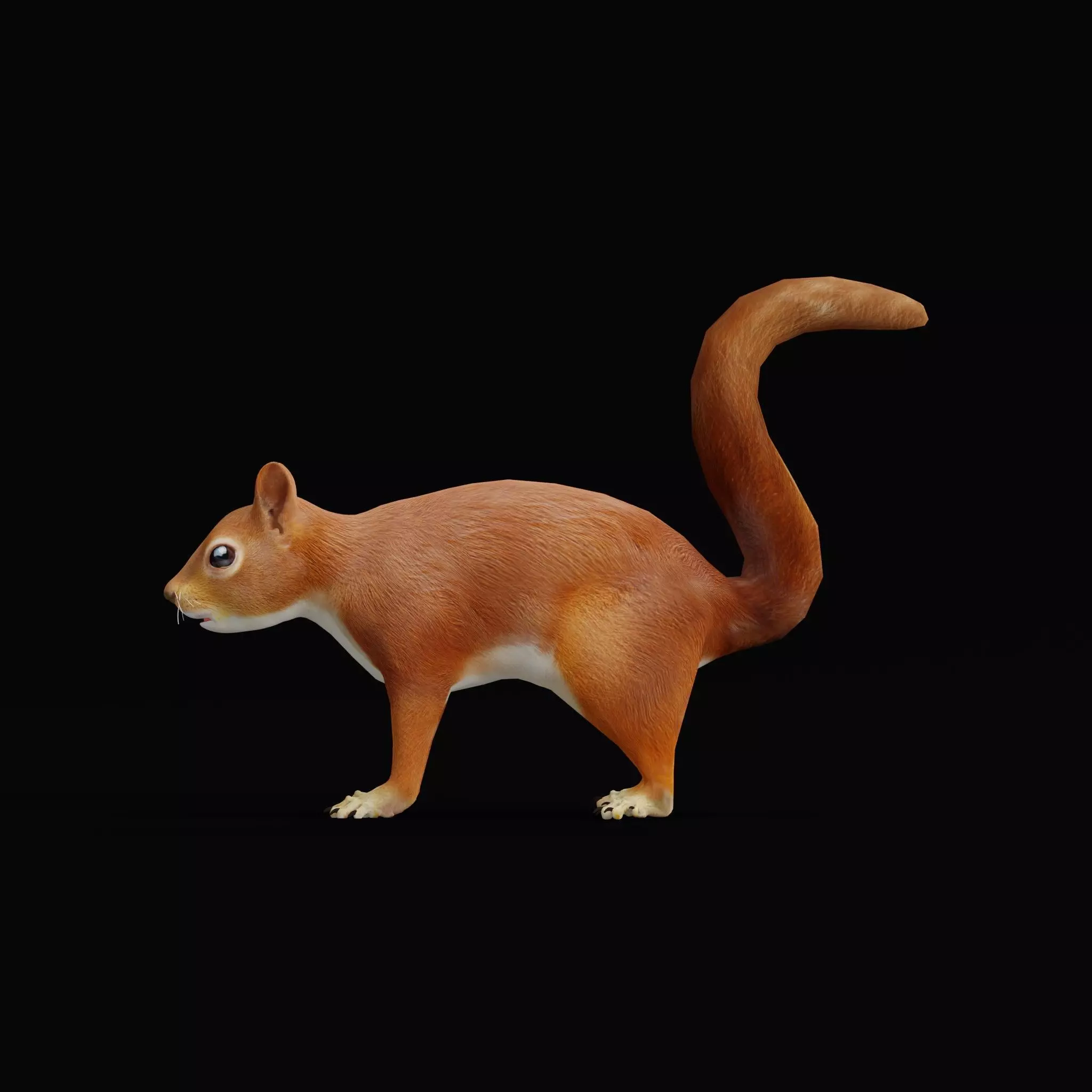 Eurasian Red Squirrel Low-poly 3D model_7