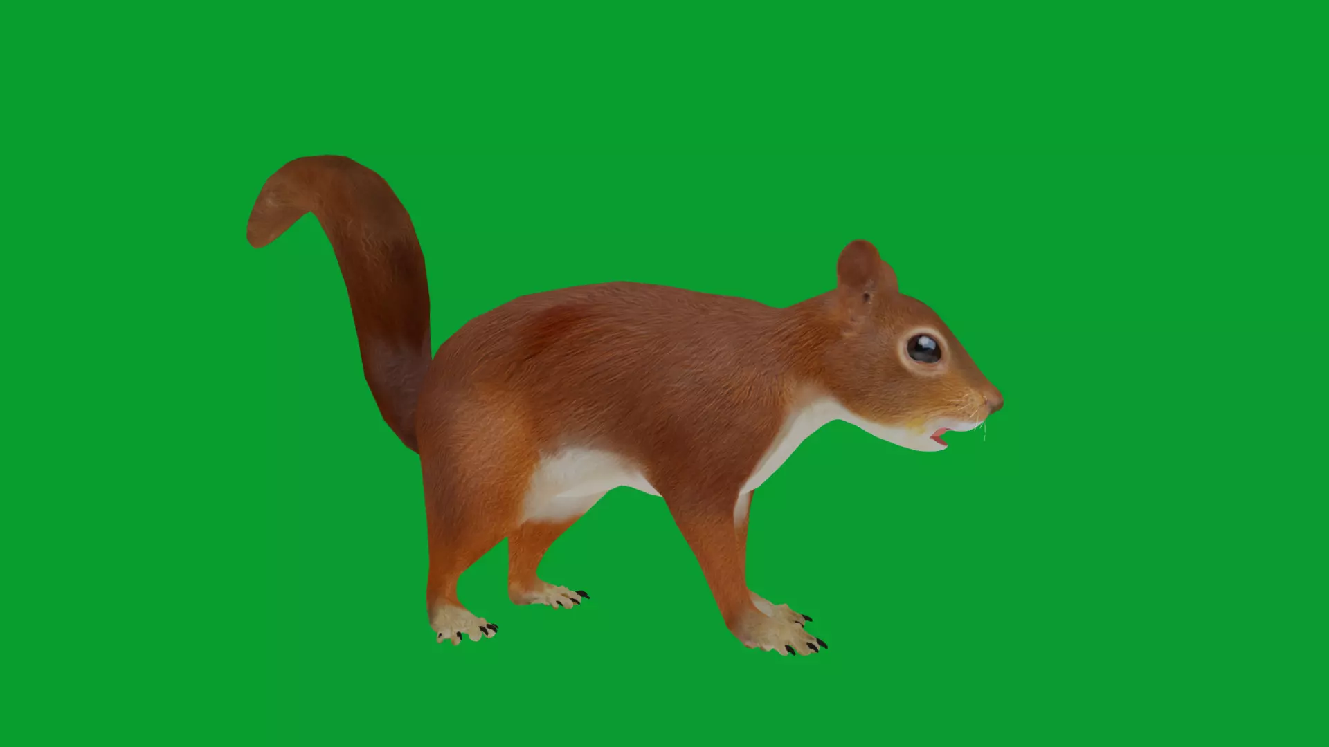 Eurasian Red Squirrel Low-poly 3D model_25