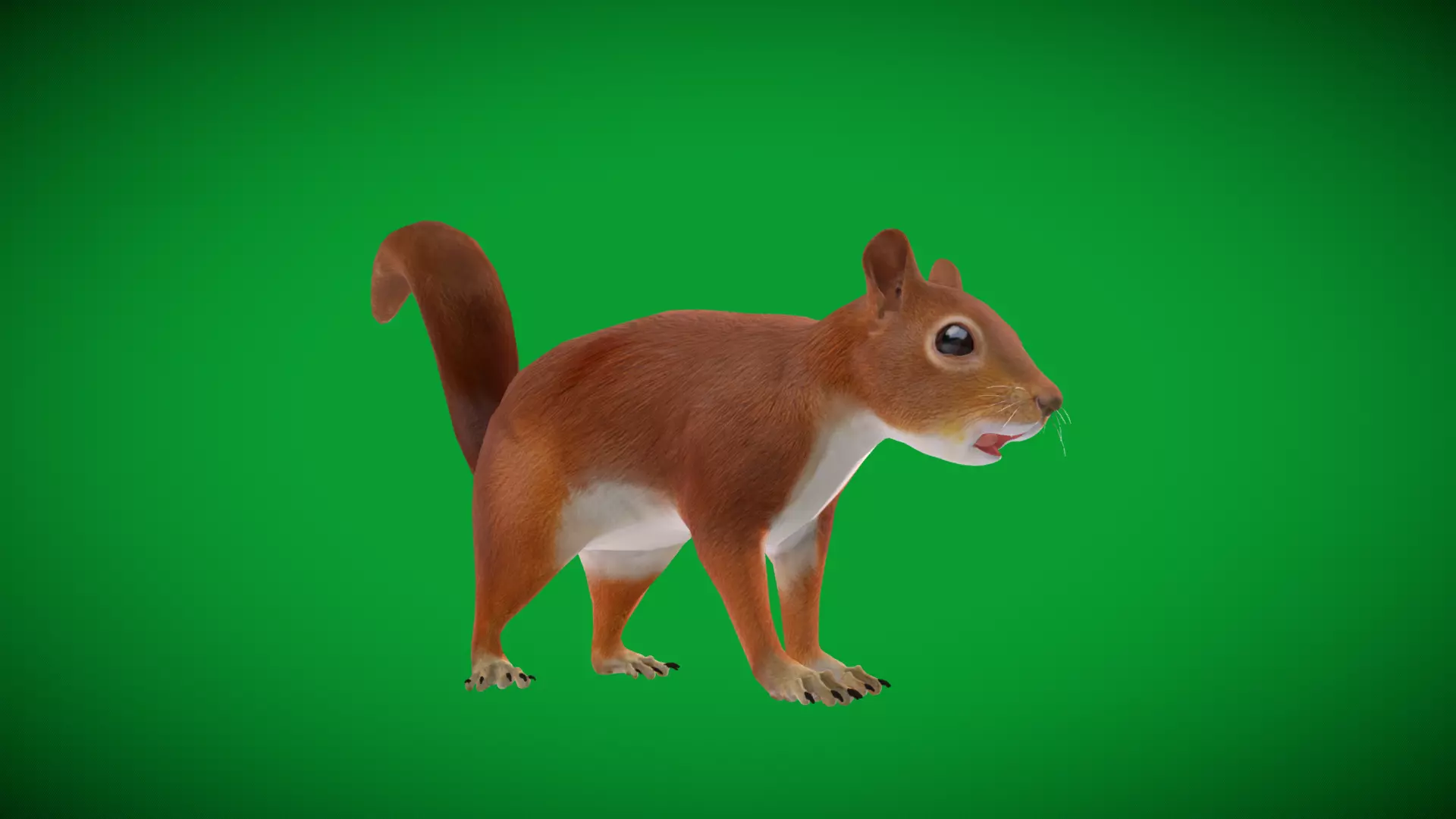 Eurasian Red Squirrel Low-poly 3D model_39