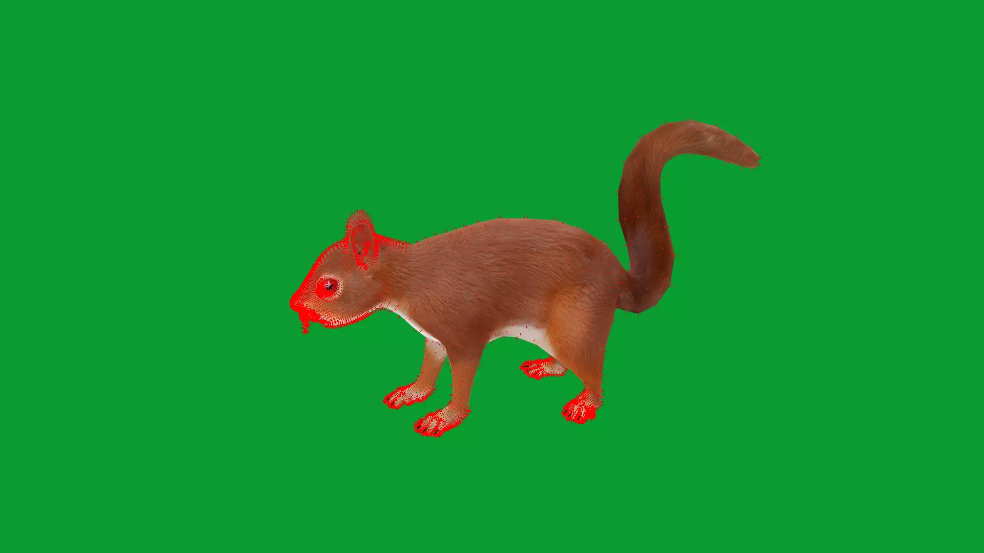 Eurasian Red Squirrel Low-poly 3D model_35