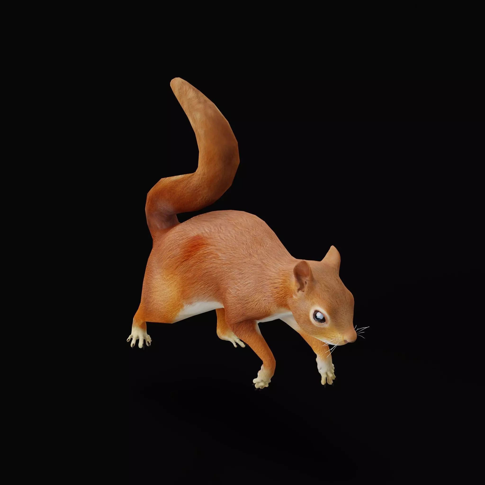 Eurasian Red Squirrel Low-poly 3D model_10