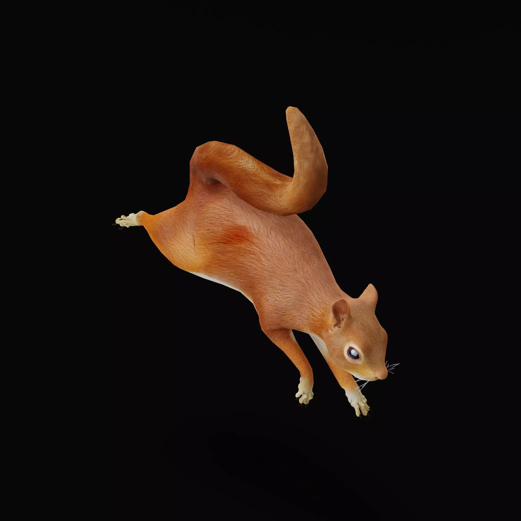 Eurasian Red Squirrel Low-poly 3D model_8