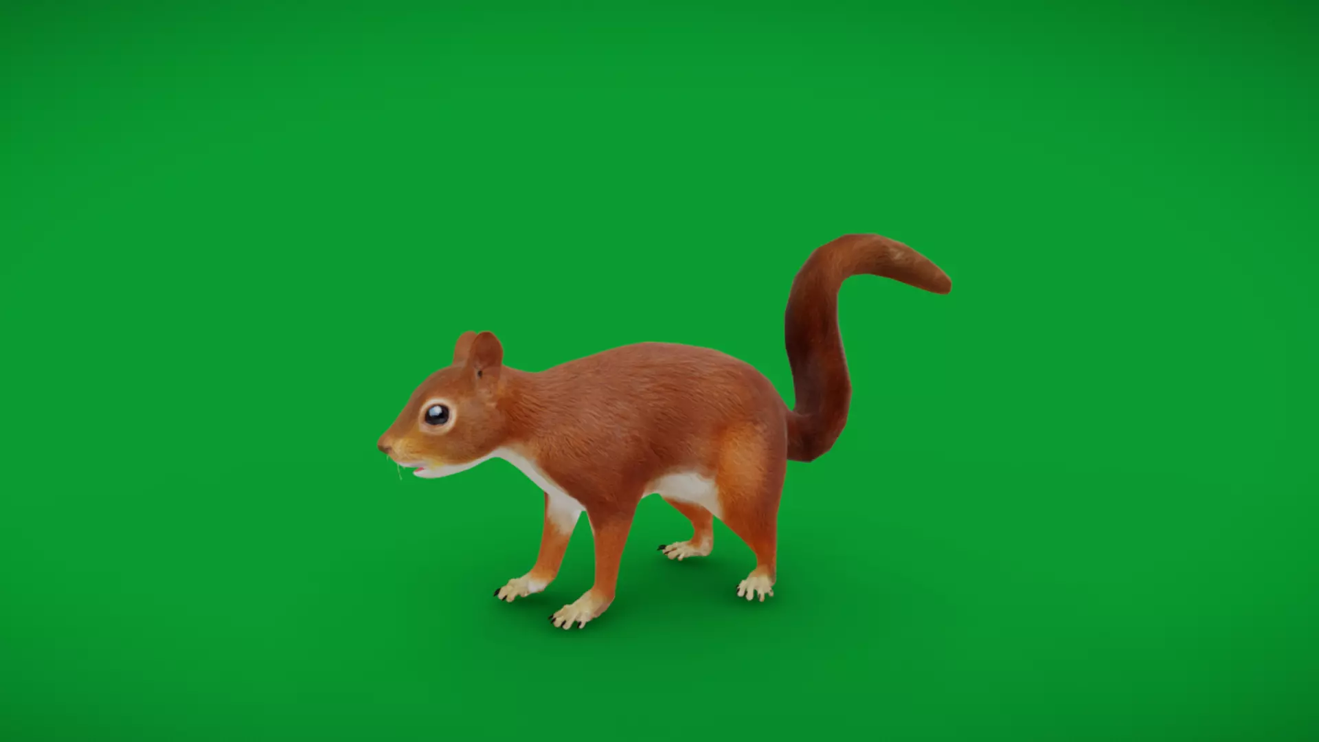 Eurasian Red Squirrel Low-poly 3D model_0