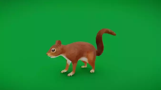 Eurasian Red Squirrel