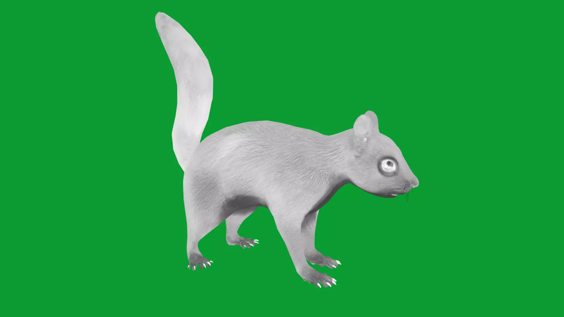 Eurasian Red Squirrel Low-poly 3D model_24