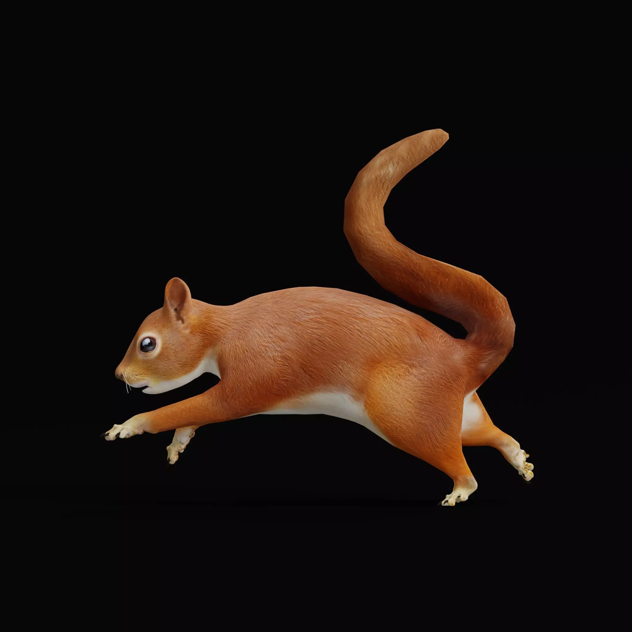 Eurasian Red Squirrel Low-poly 3D model_14