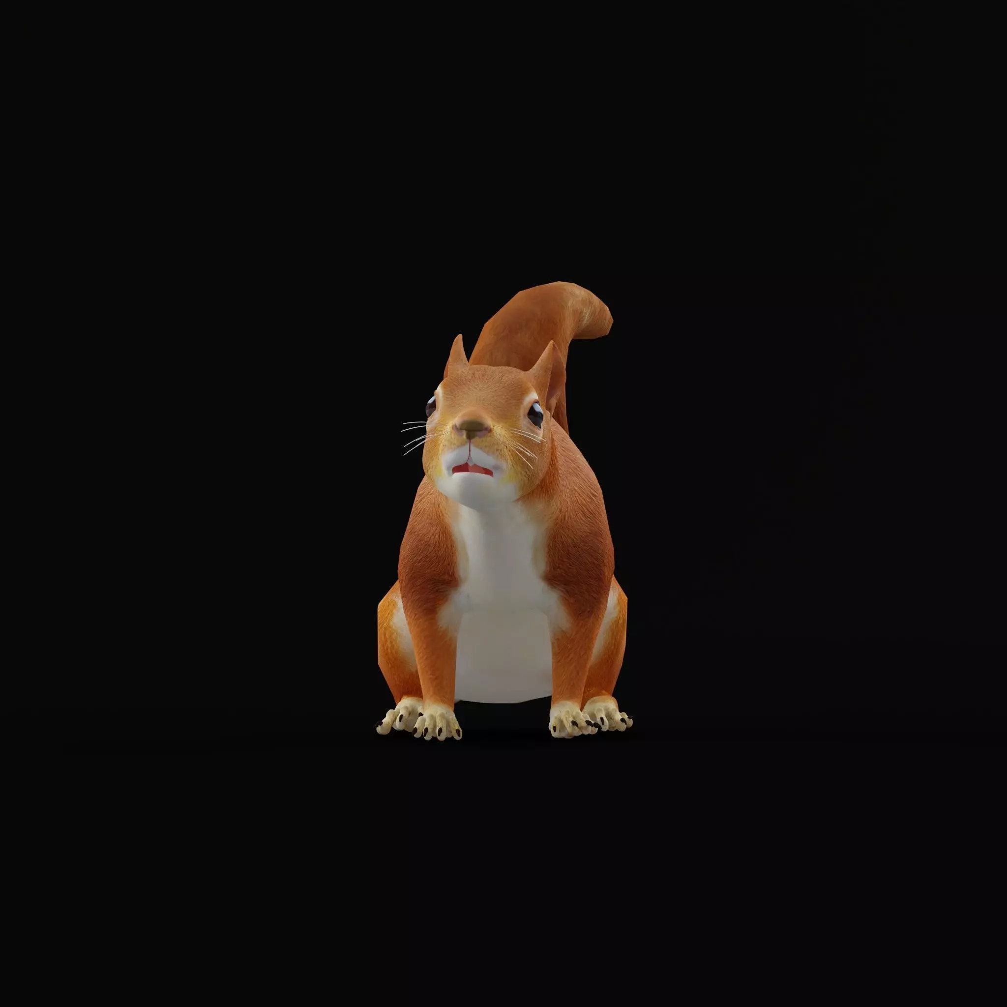 Eurasian Red Squirrel Low-poly 3D model_11