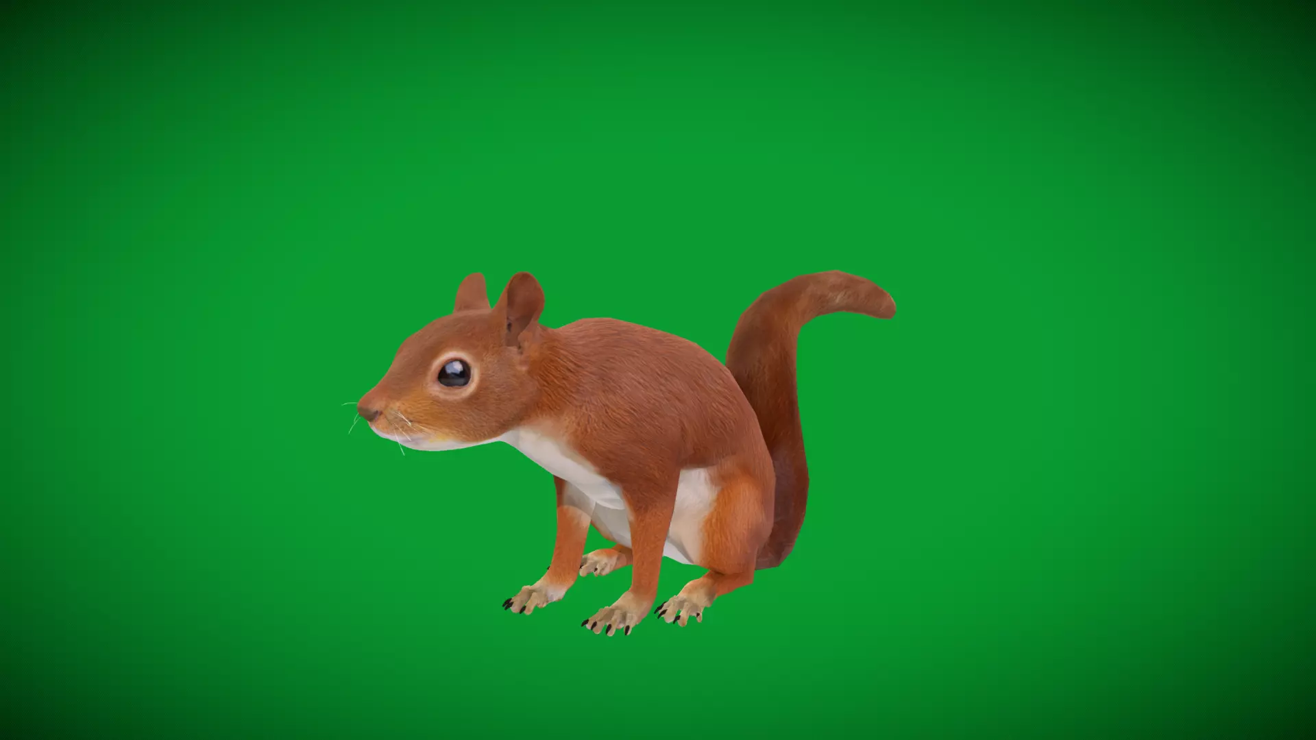 Eurasian Red Squirrel Low-poly 3D model_45