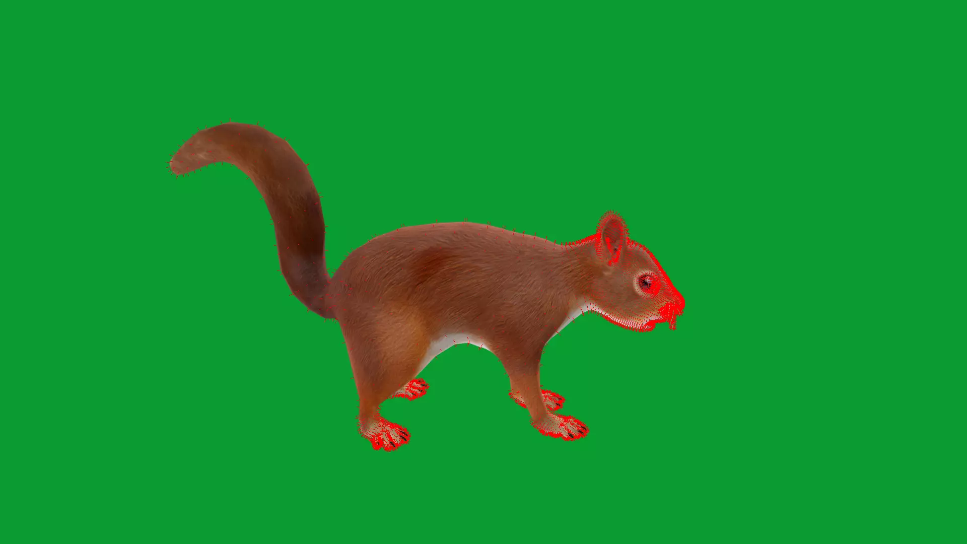 Eurasian Red Squirrel Low-poly 3D model_32