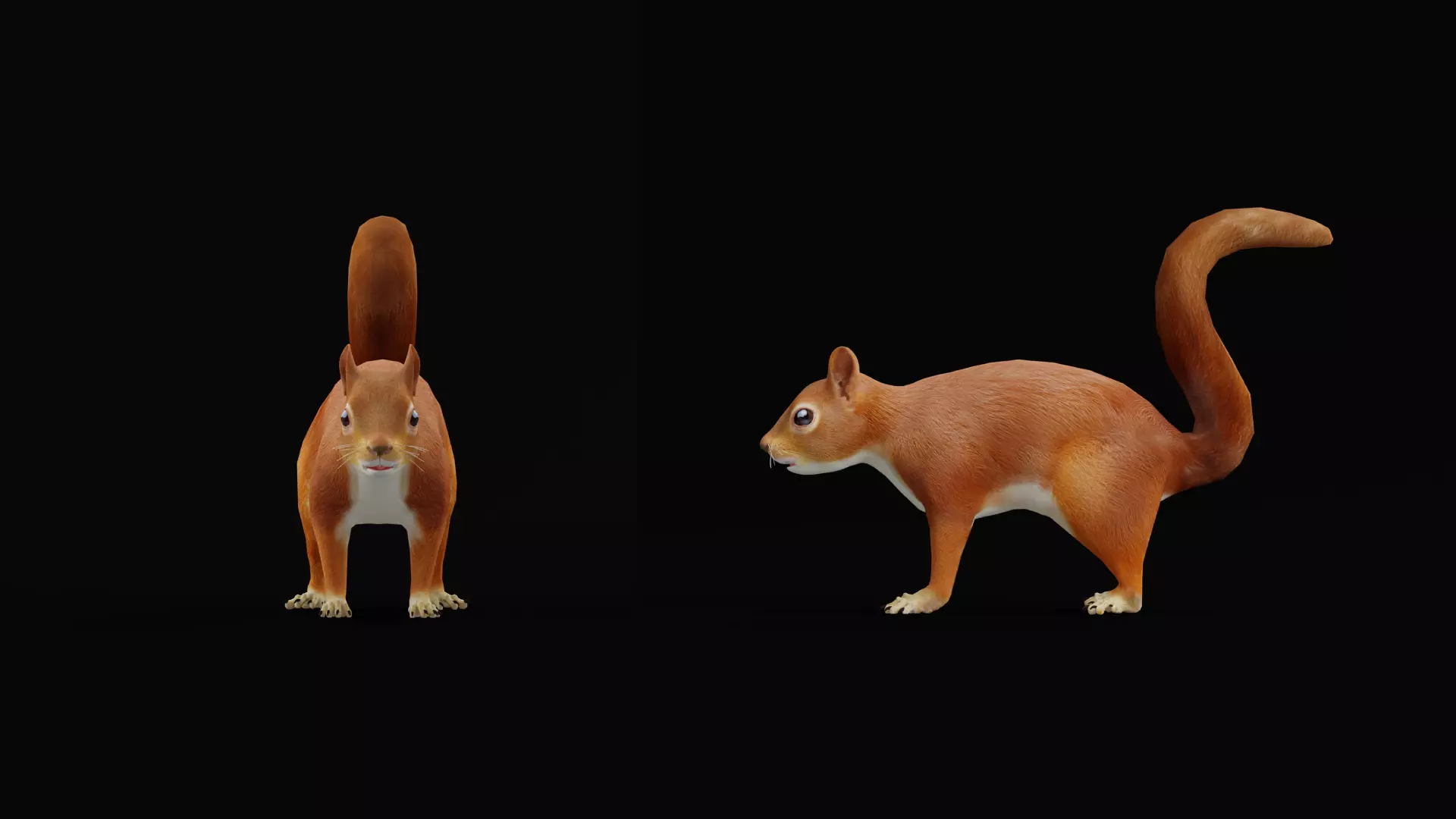 Eurasian Red Squirrel Low-poly 3D model_18